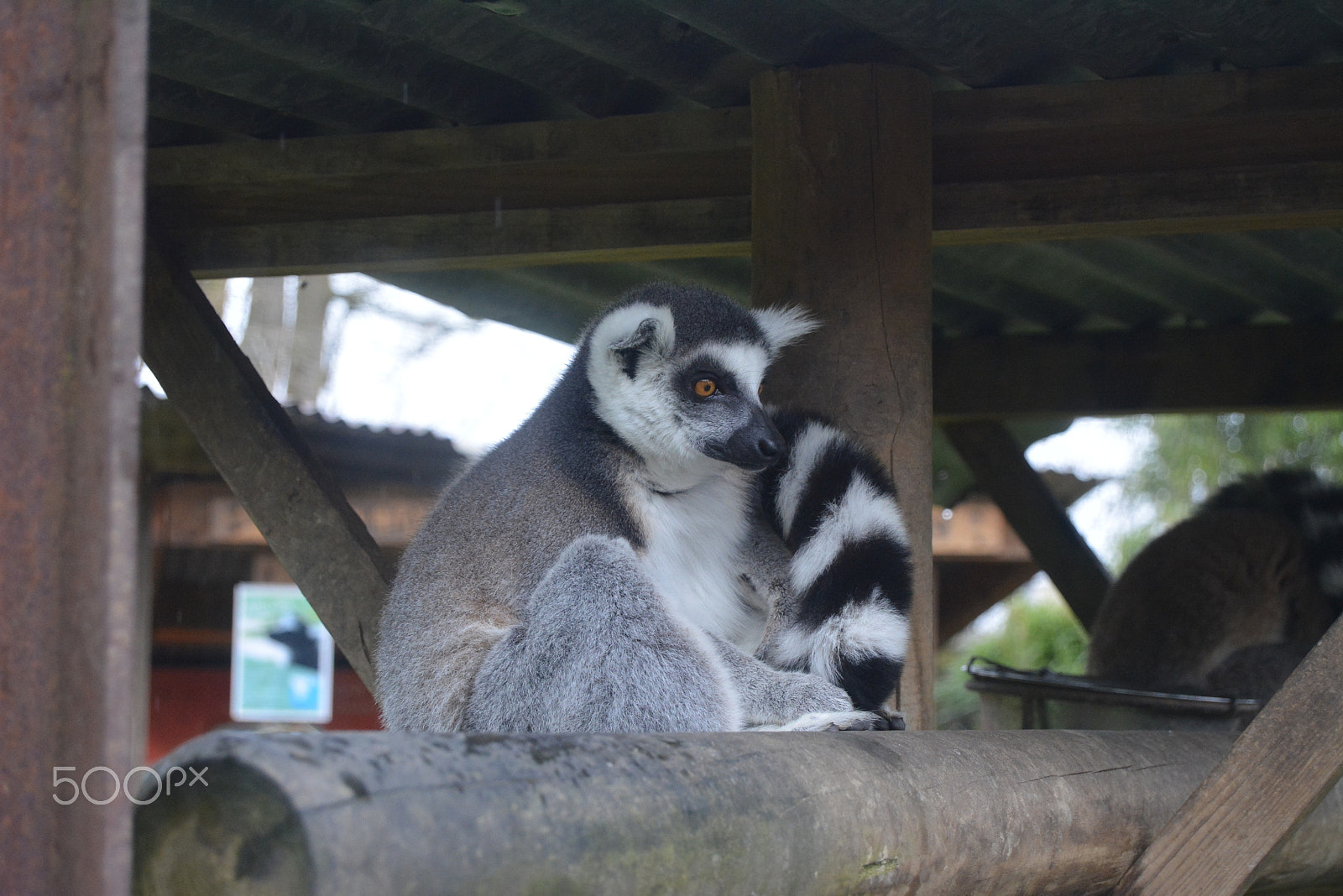 Nikon D5200 sample photo. Zoo d'asson photography