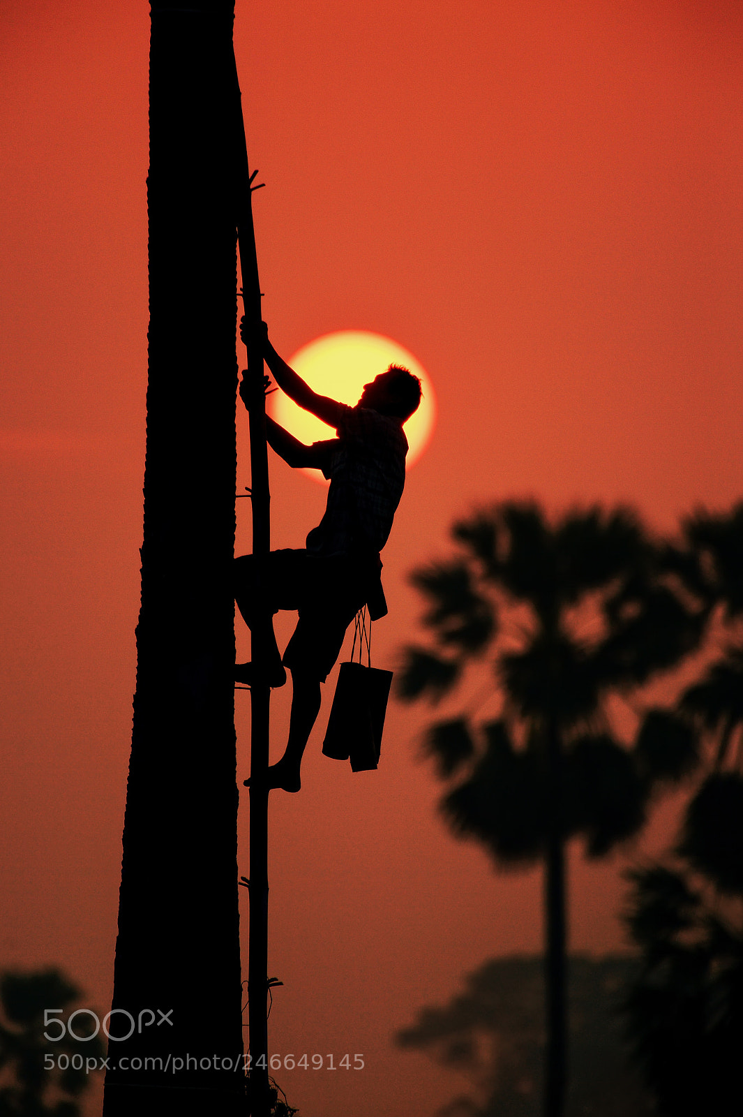 Nikon Df sample photo. Climb palm photography