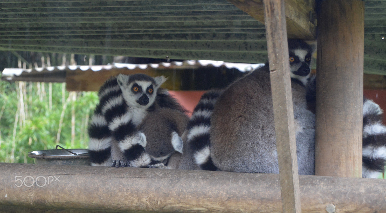 Nikon D5200 sample photo. Zoo d'asson photography