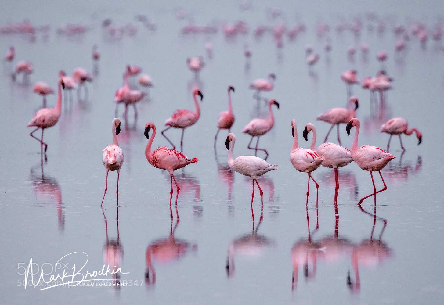 Nikon D850 sample photo. Think pink photography