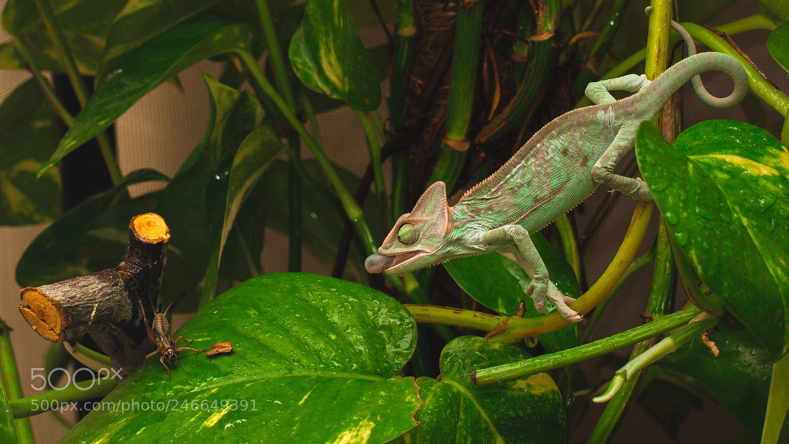 Canon EOS 7D sample photo. You are mine photography