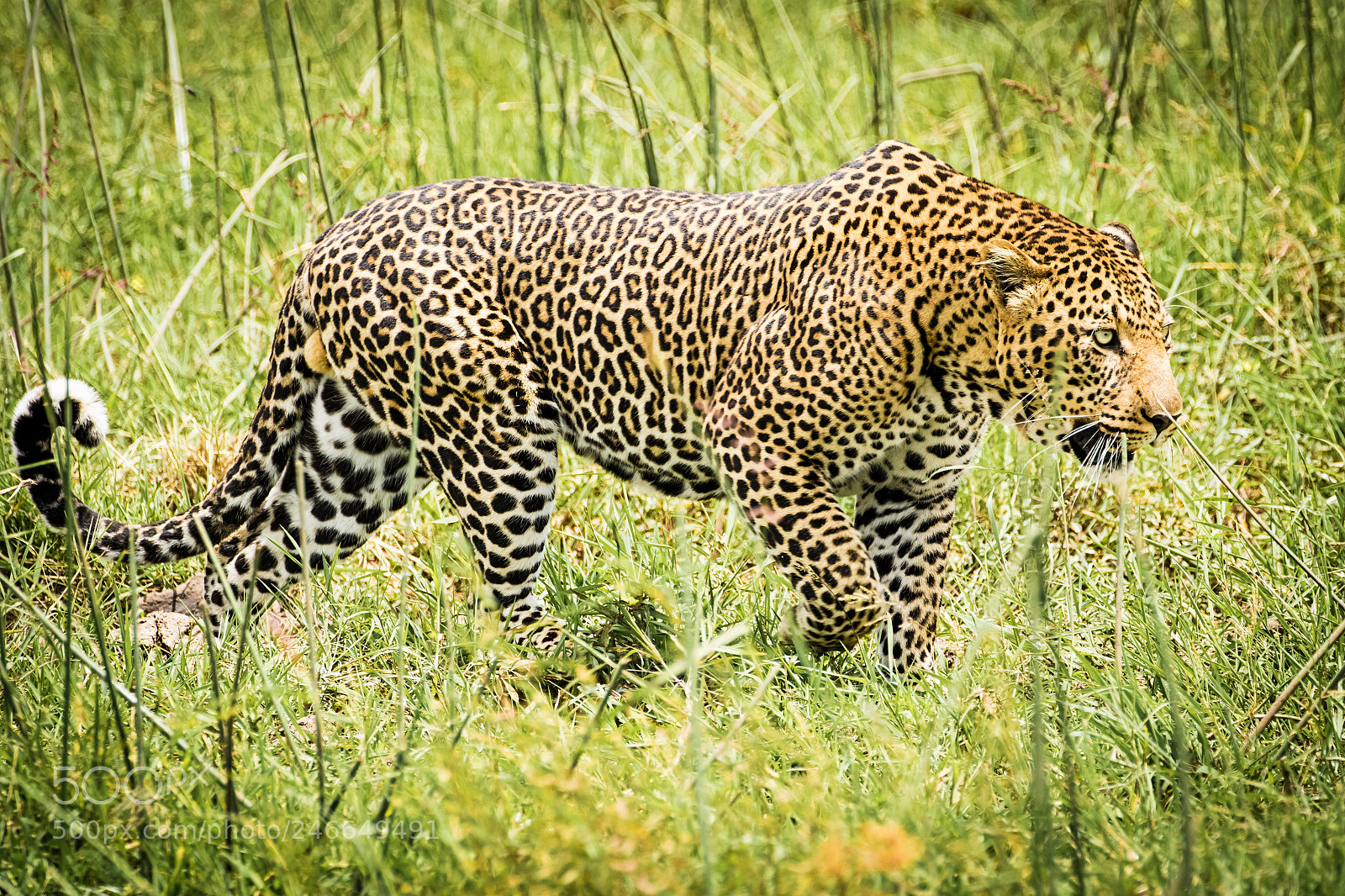 Canon EOS 7D Mark II sample photo. Leopard photography