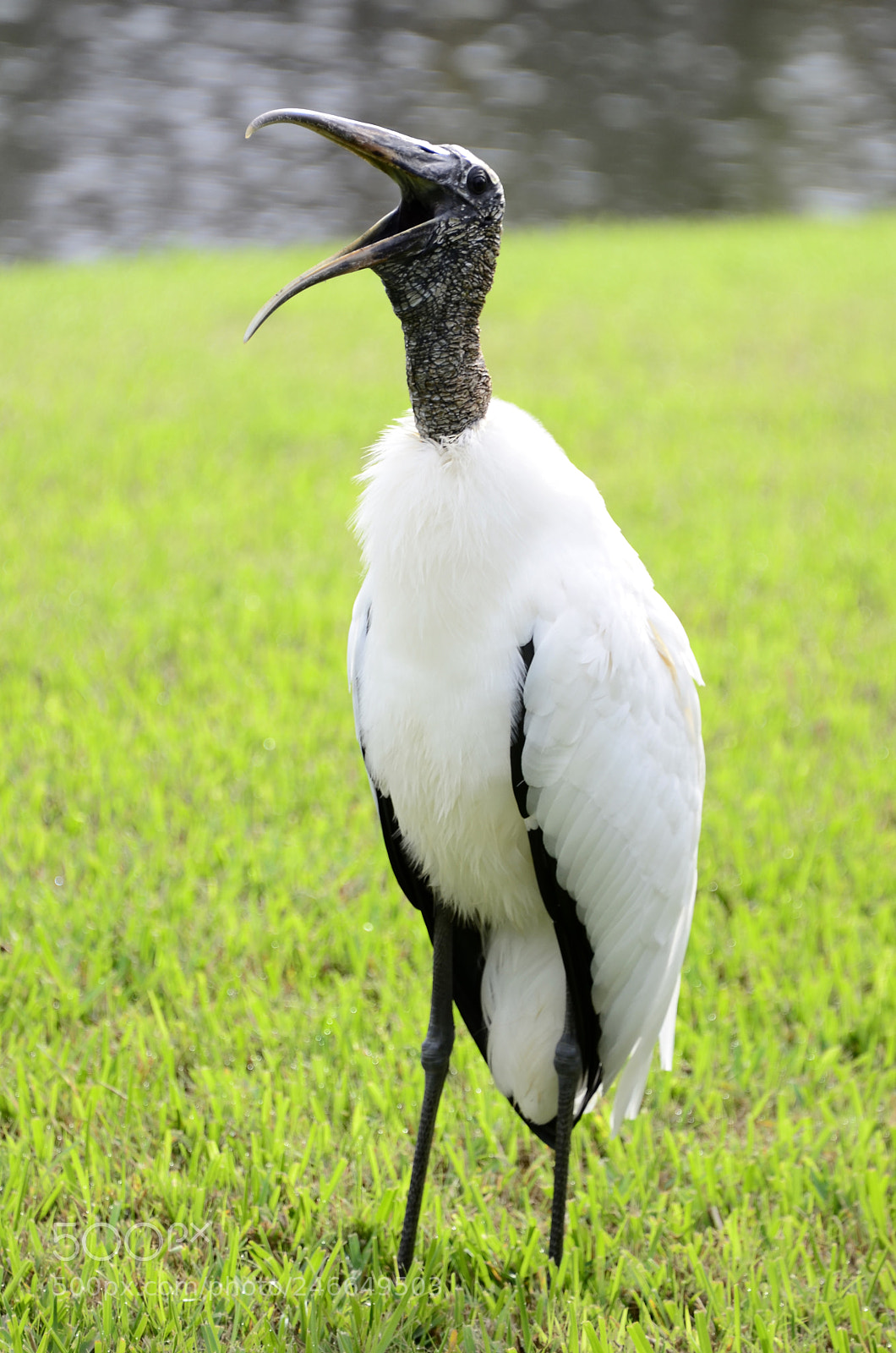 Nikon D5100 sample photo. Wood stork laughing photography