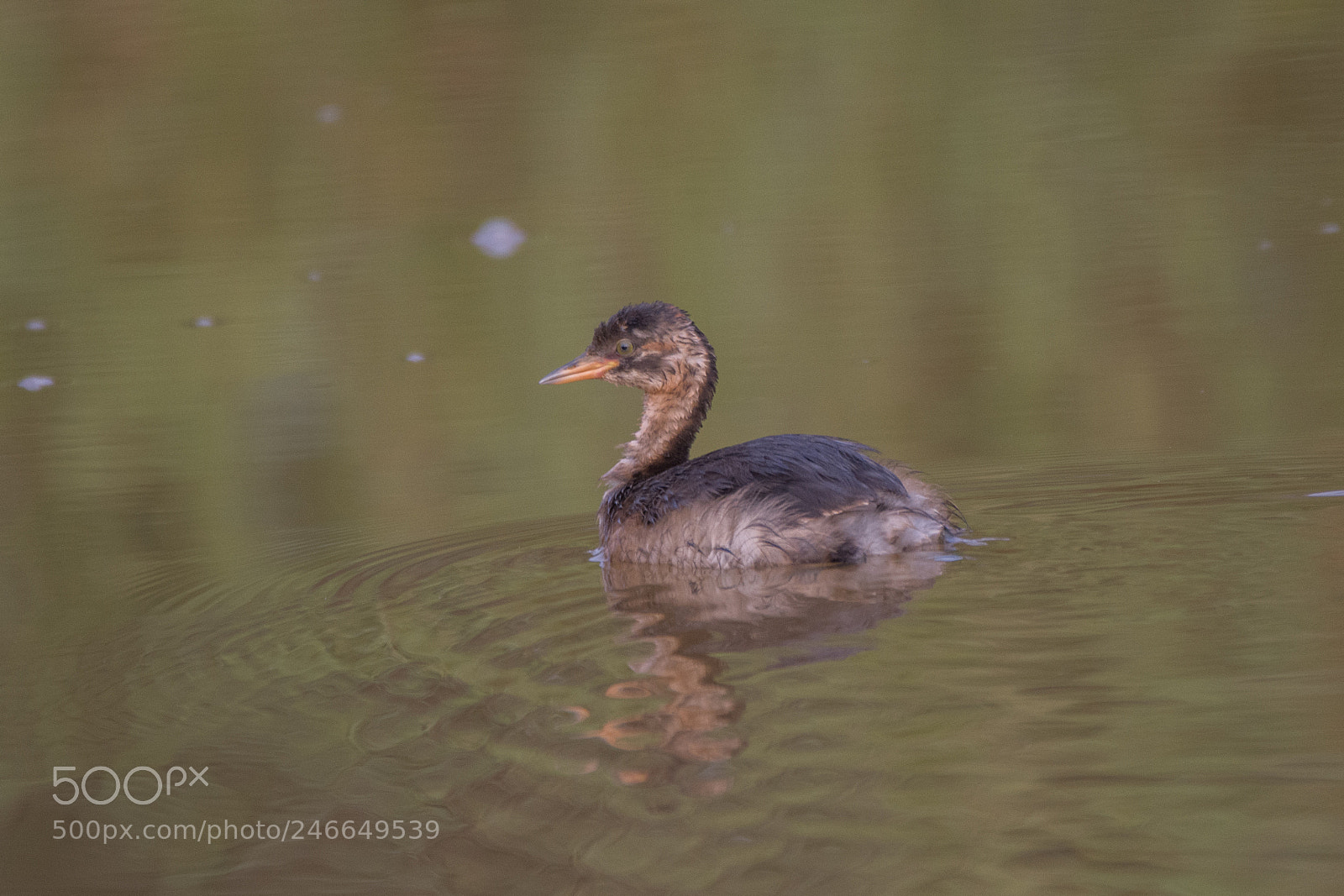 Nikon D7200 sample photo. Little grebe (juvenile ) (dsc_6746) photography