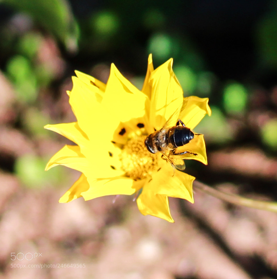Canon EOS 1300D (EOS Rebel T6 / EOS Kiss X80) sample photo. Macro.. photography