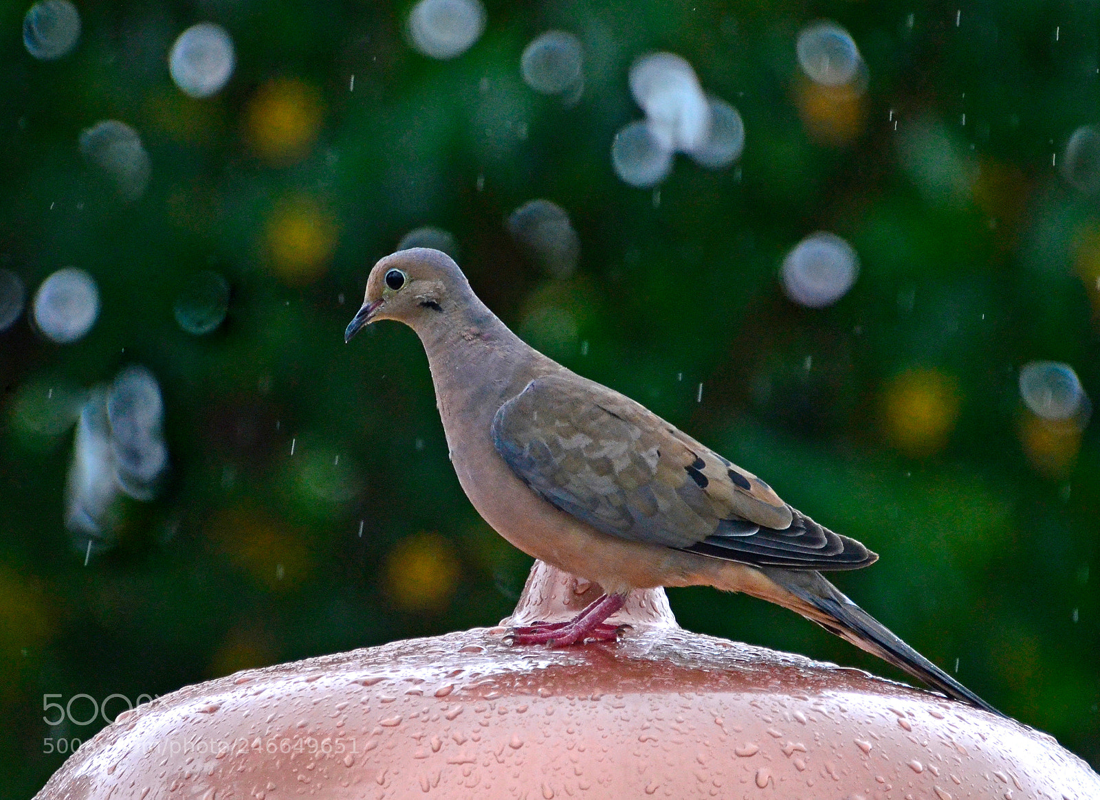 Nikon D5100 sample photo. Dove at the feeder photography