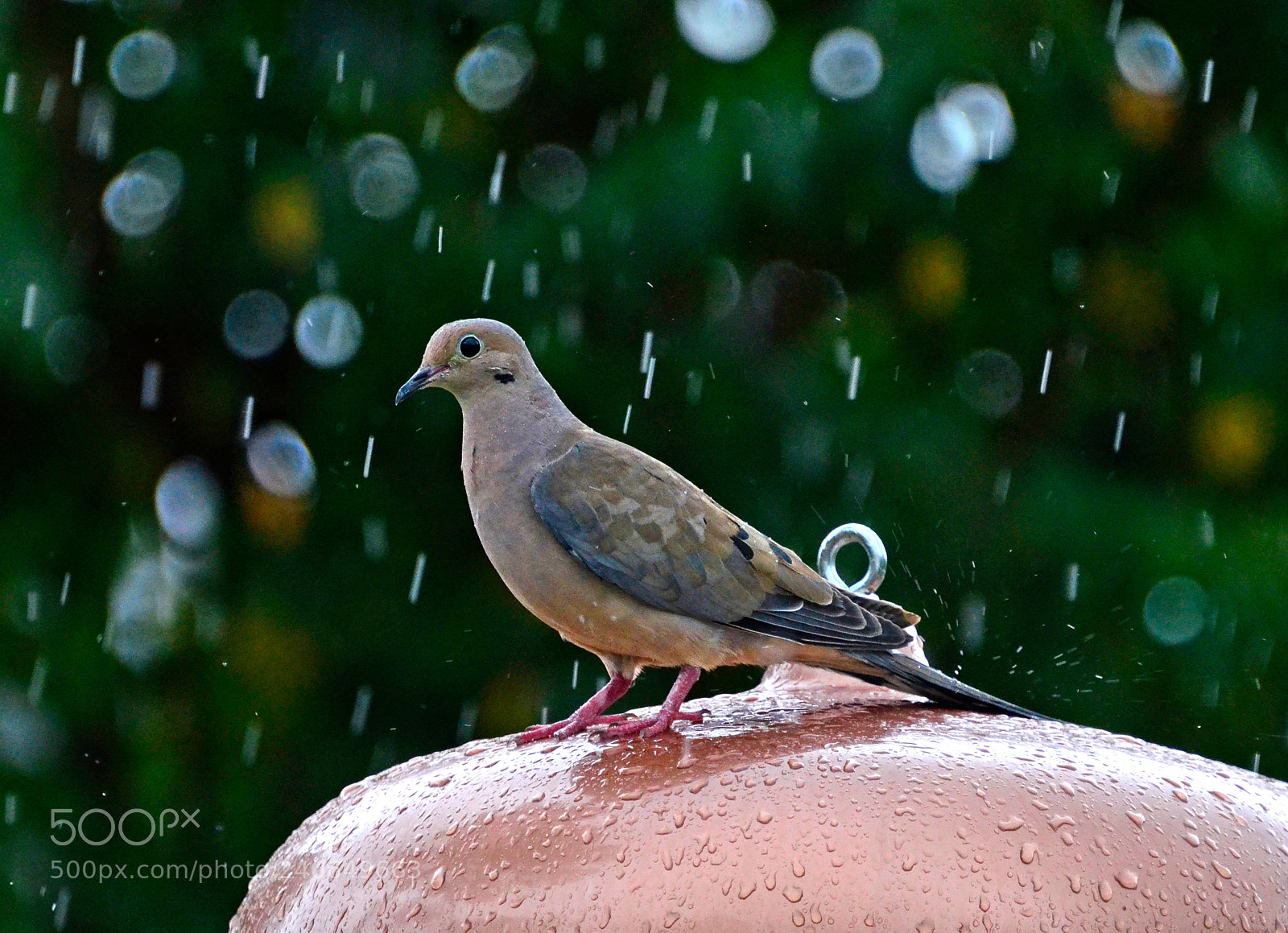Nikon D5100 sample photo. Dove sitting in the photography