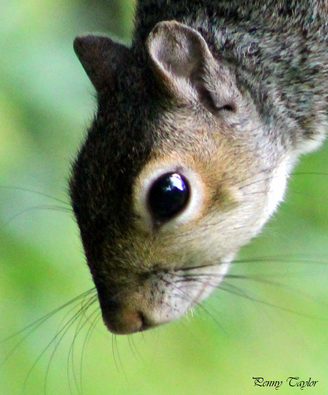 Canon EOS 1100D (EOS Rebel T3 / EOS Kiss X50) + EF75-300mm f/4-5.6 sample photo. Grey squirrel photography
