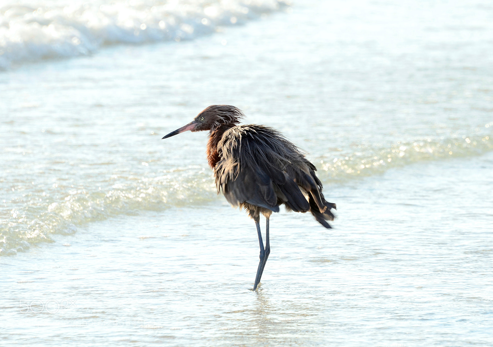 Nikon D5100 sample photo. Brown egret on the photography