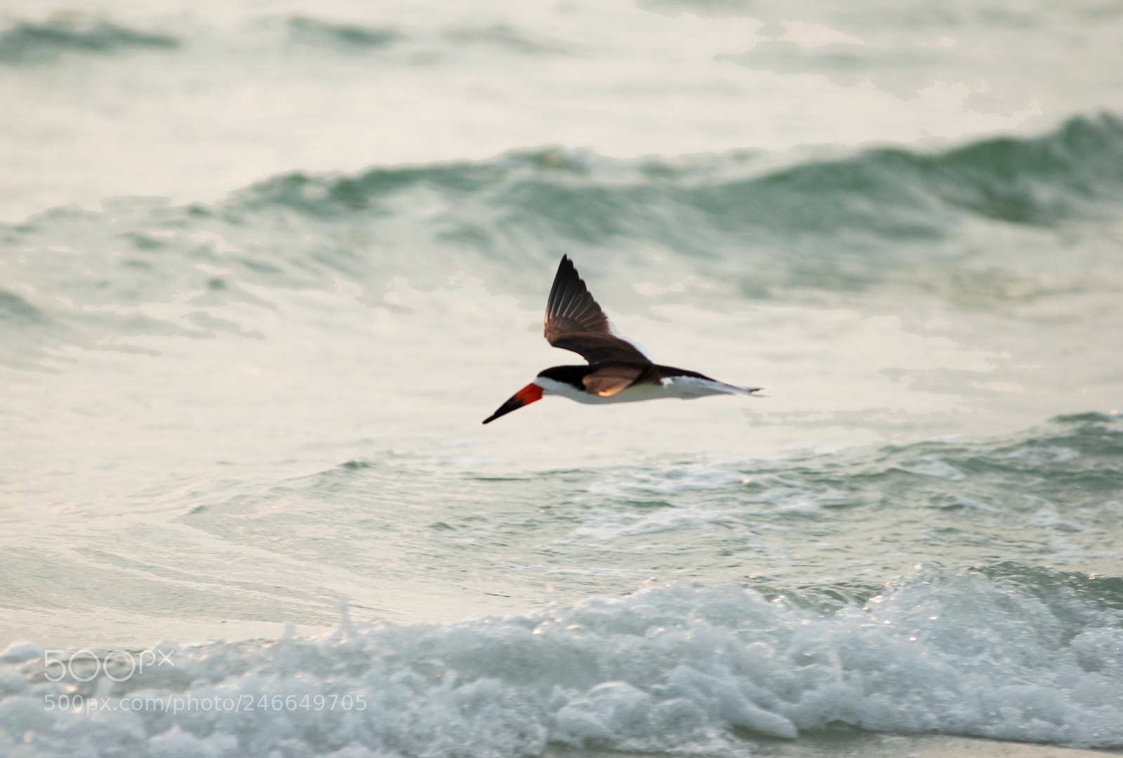 Nikon D80 sample photo. Skimmer bird fishing along photography