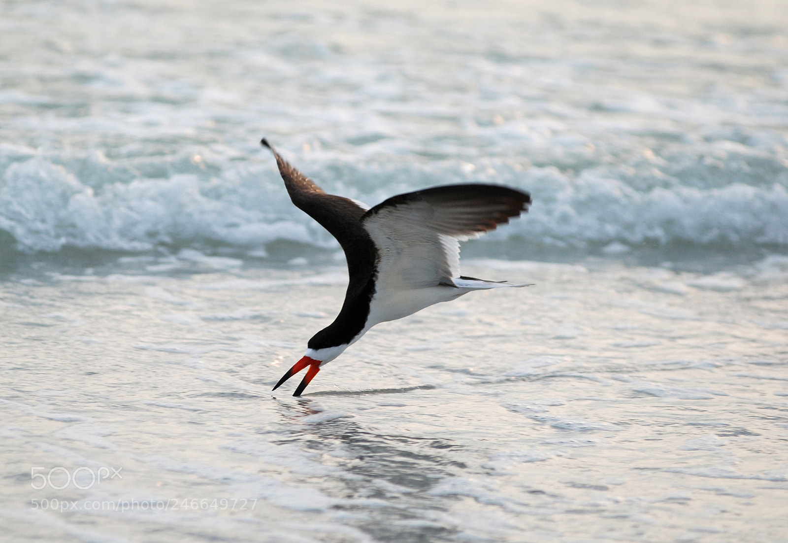 Nikon D80 sample photo. Flyingwater photography