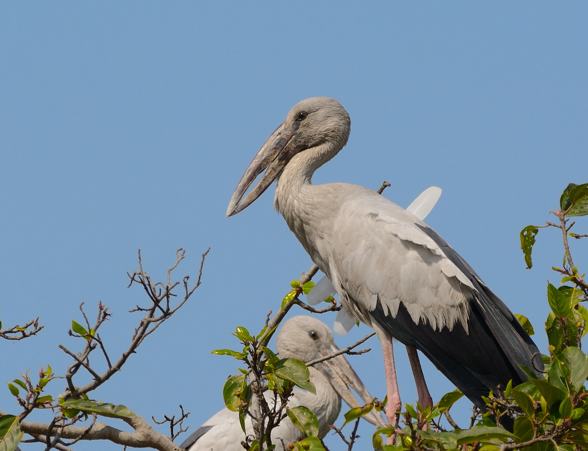 Nikon D7100 + Sigma 150-600mm F5-6.3 DG OS HSM | C sample photo. Asian openbill photography