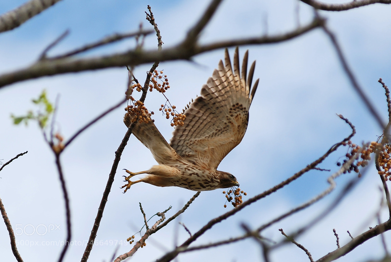 Nikon D80 sample photo. Brown hawk flying through photography