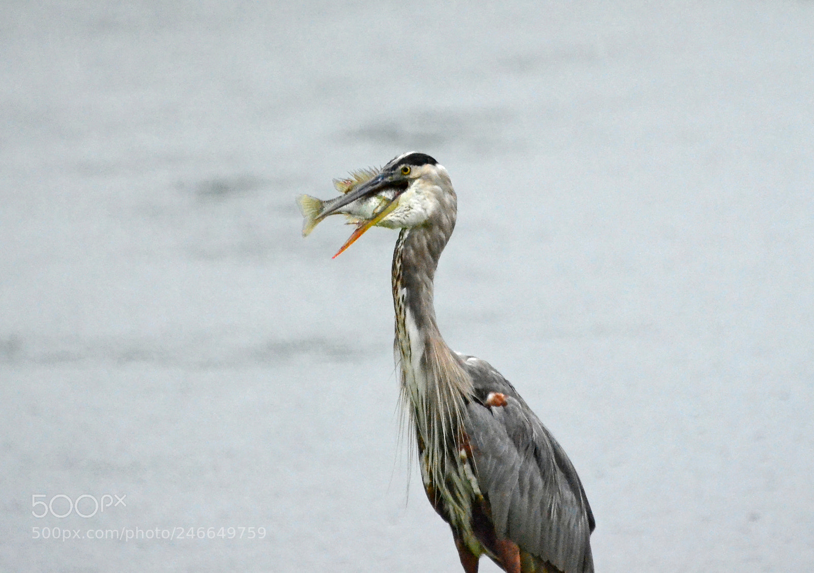 Nikon D5100 sample photo. A great blue heron photography