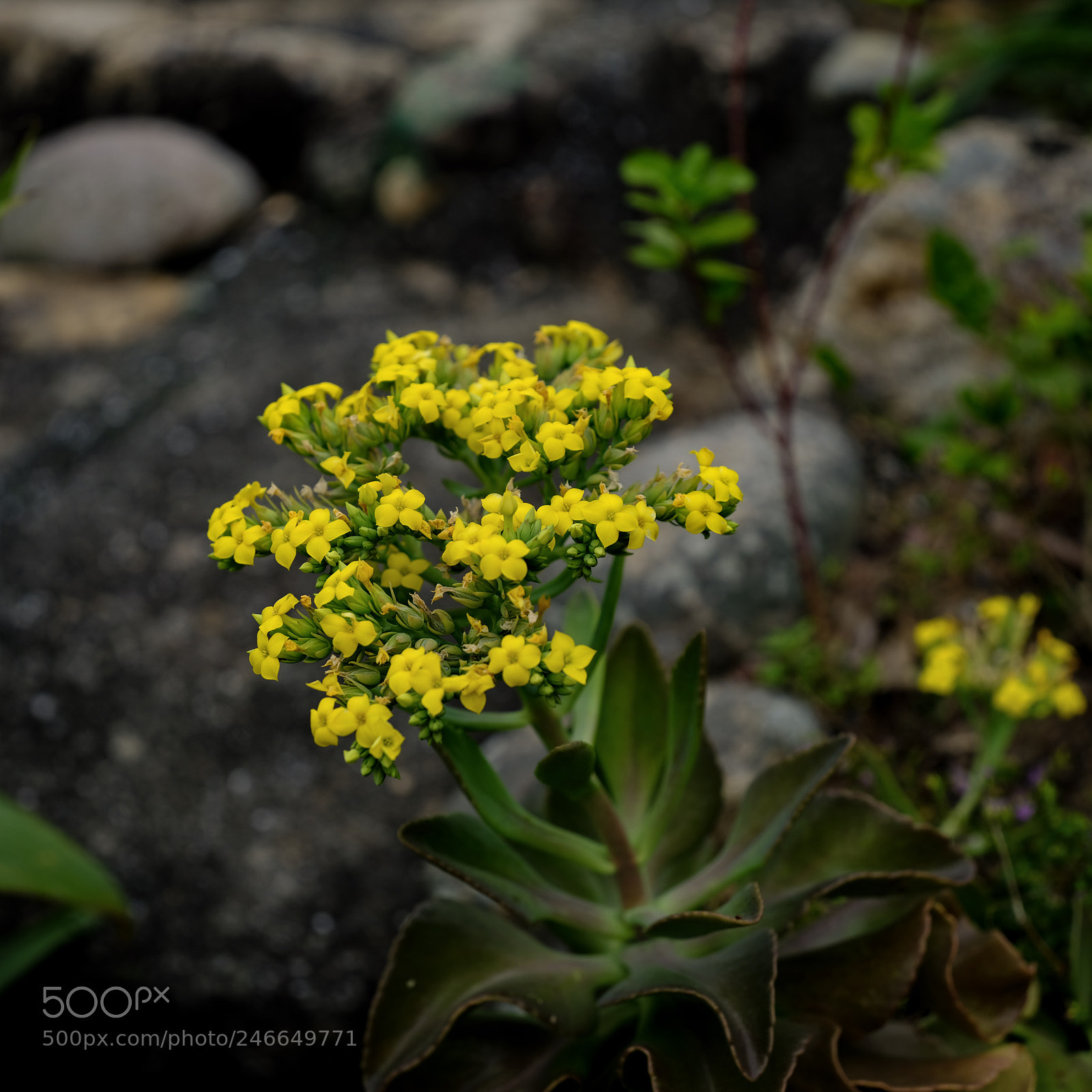 Fujifilm GFX 50S sample photo. Untitled photography