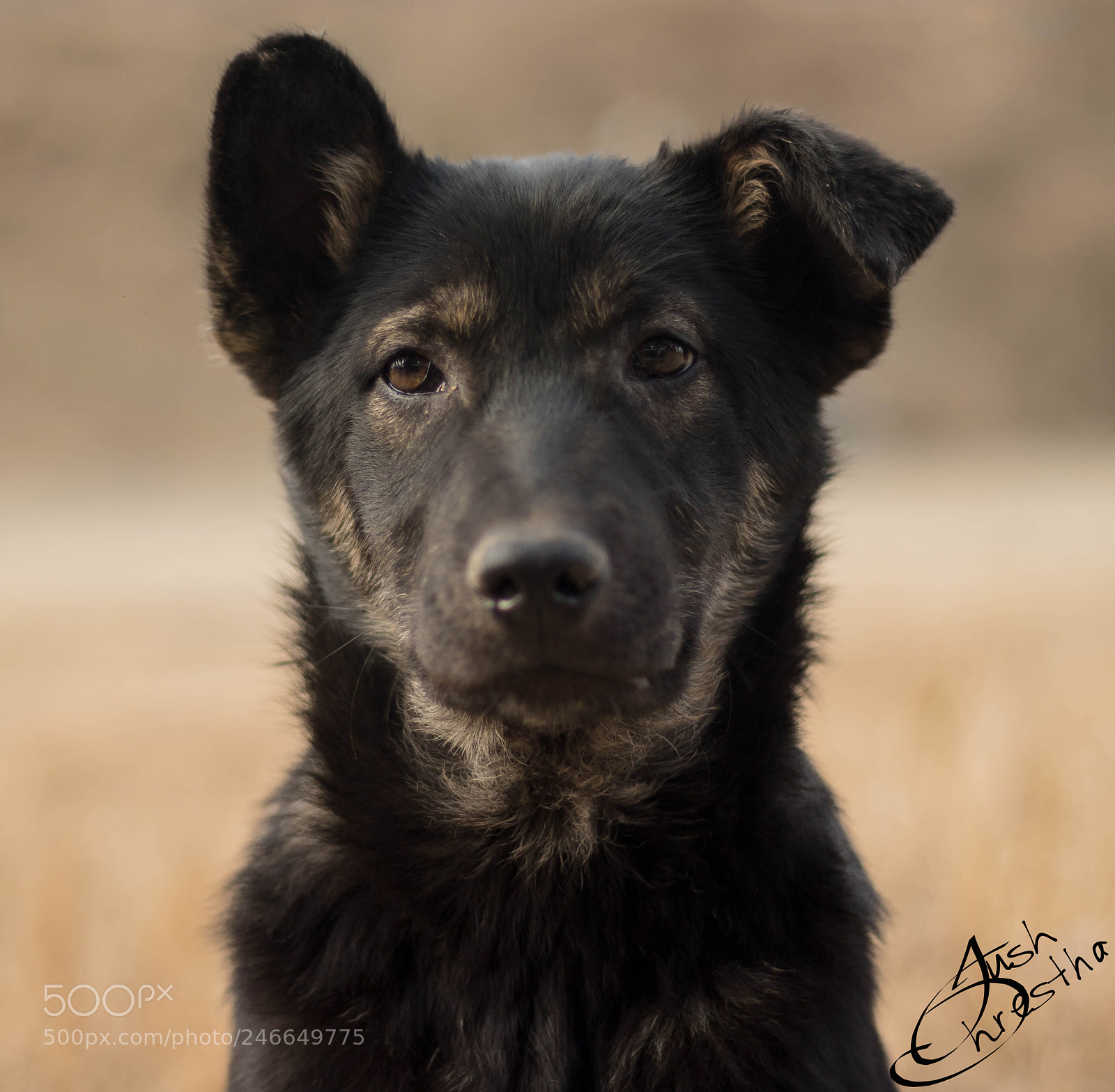 Canon EOS 750D (EOS Rebel T6i / EOS Kiss X8i) sample photo. Man's best friend photography