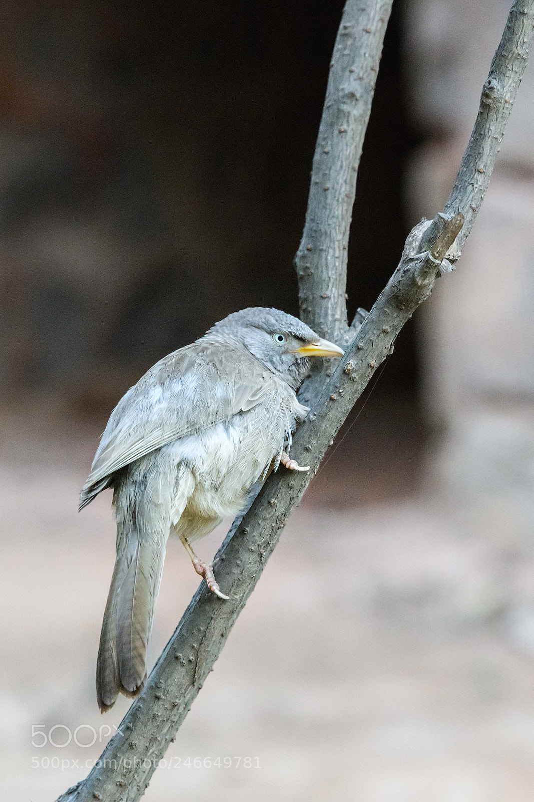Nikon D850 sample photo. Jungle babbler photography