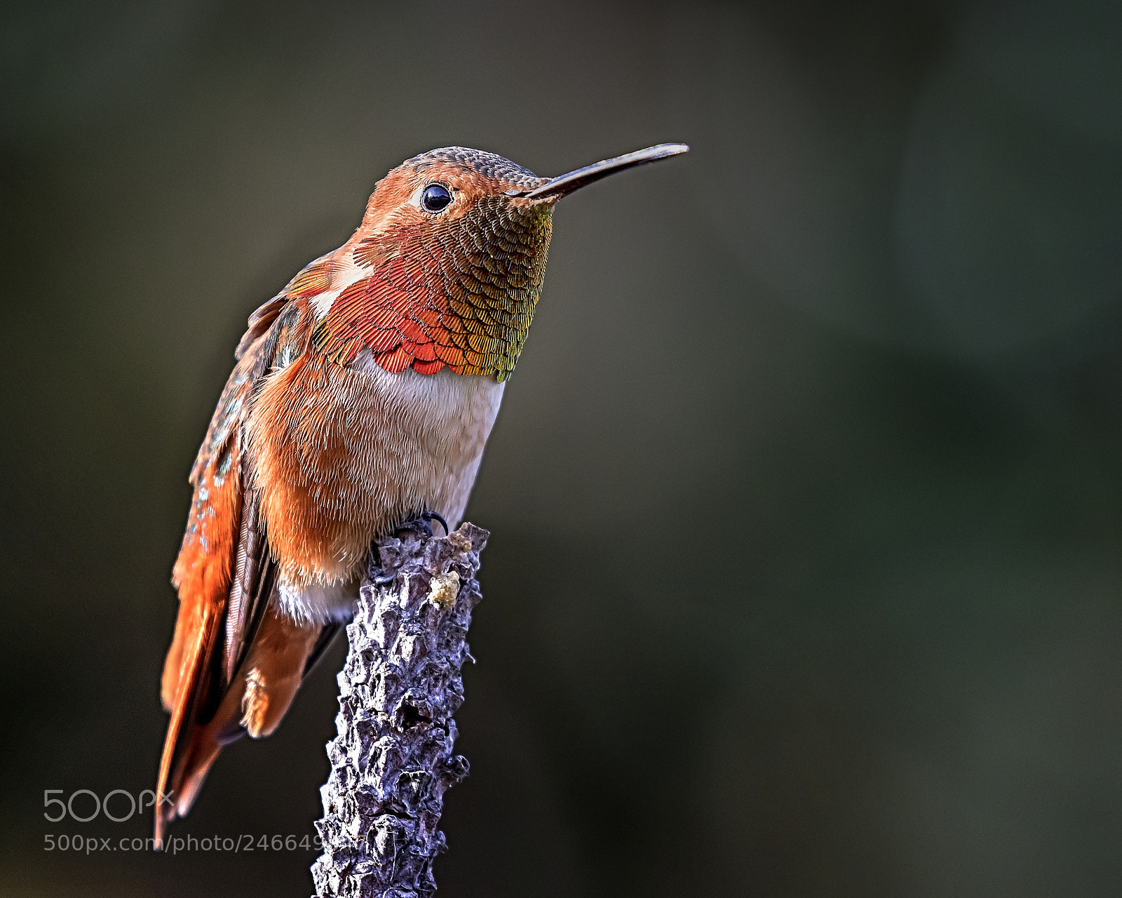 Canon EOS 7D Mark II sample photo. Just a hummingbird photography