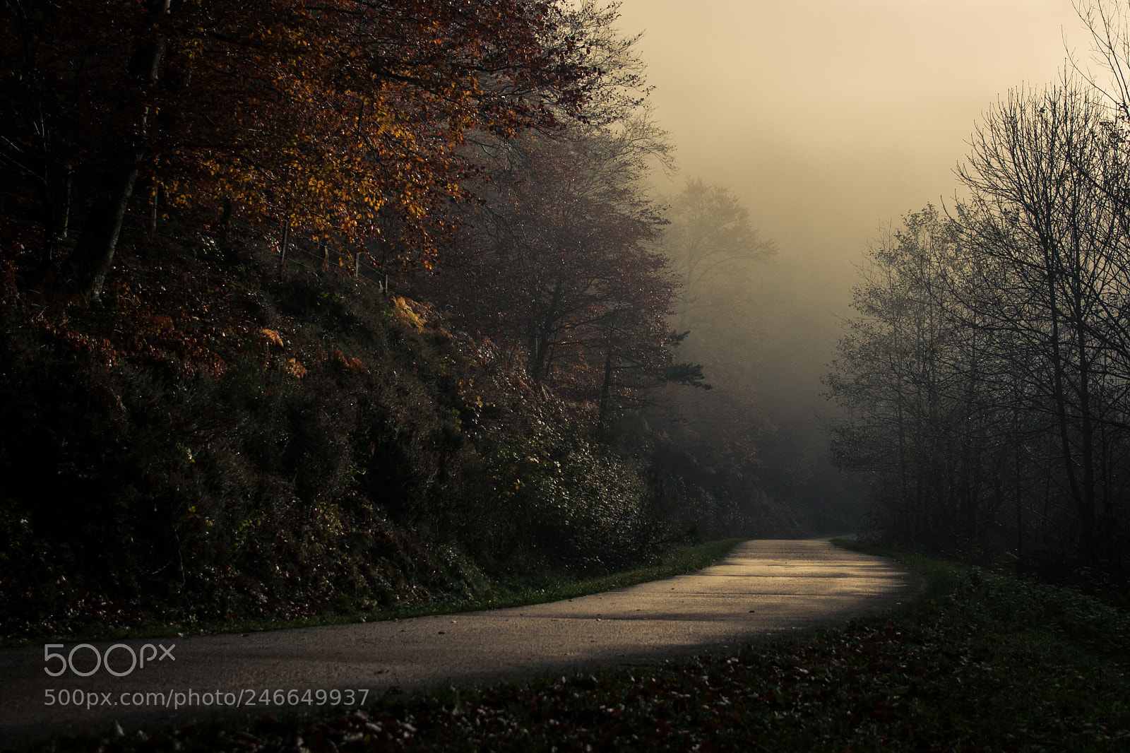 Sony Alpha DSLR-A700 sample photo. Selva de irati photography