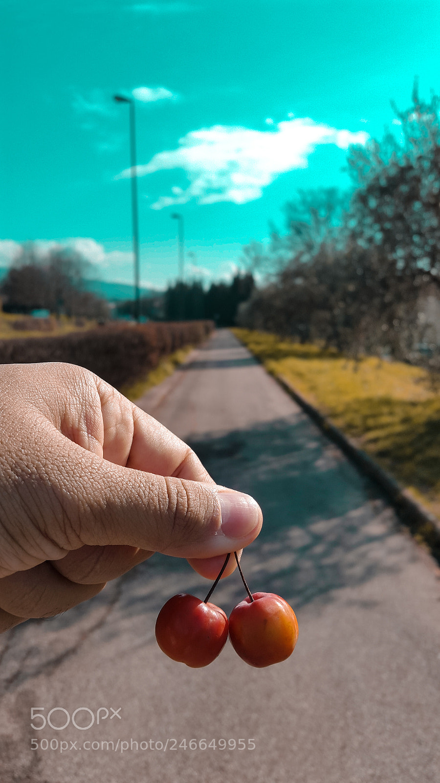 Samsung Galaxy S5 sample photo. Cherry teal photography