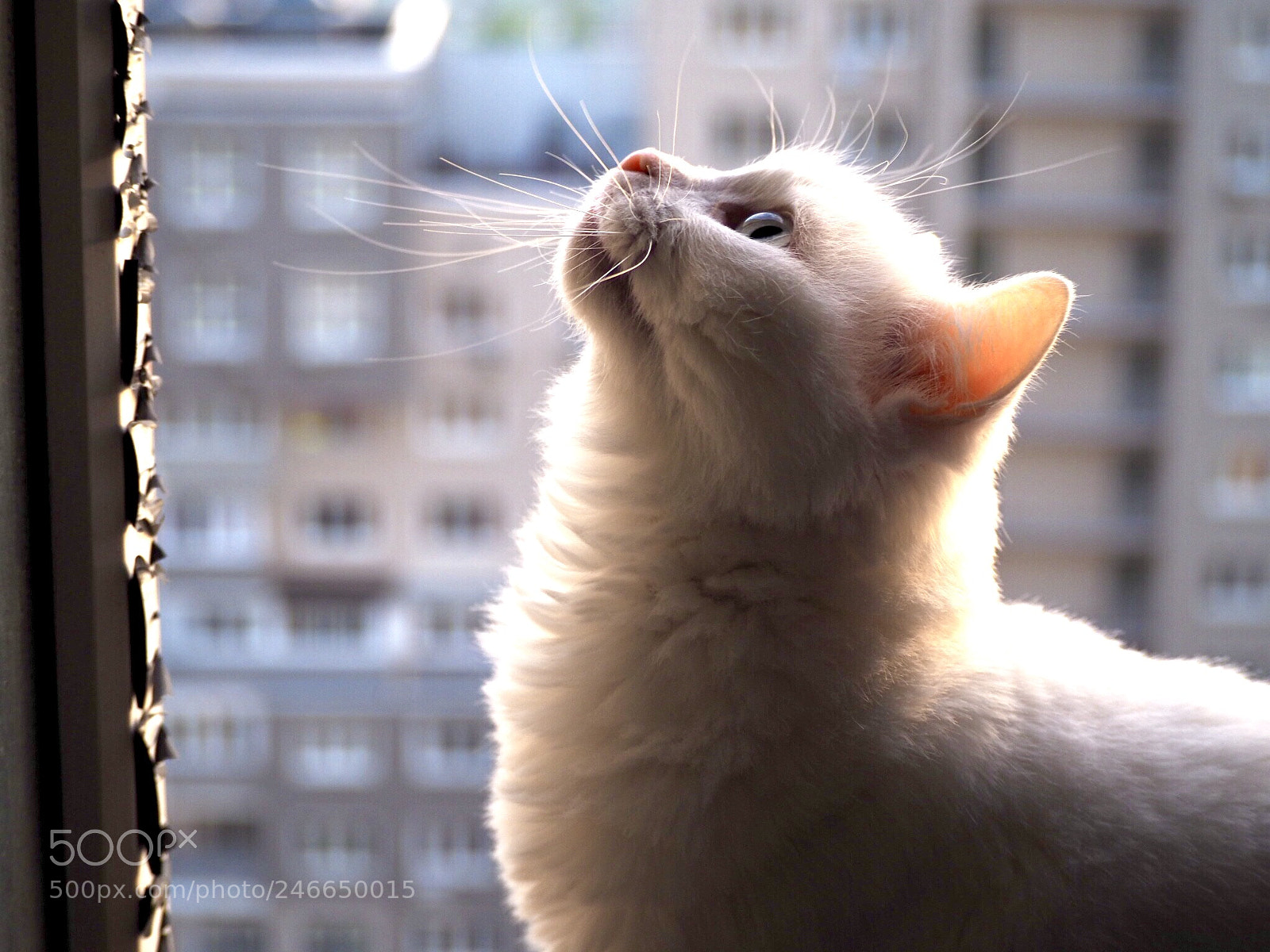 Olympus OM-D E-M10 II sample photo. My perfect cat photography