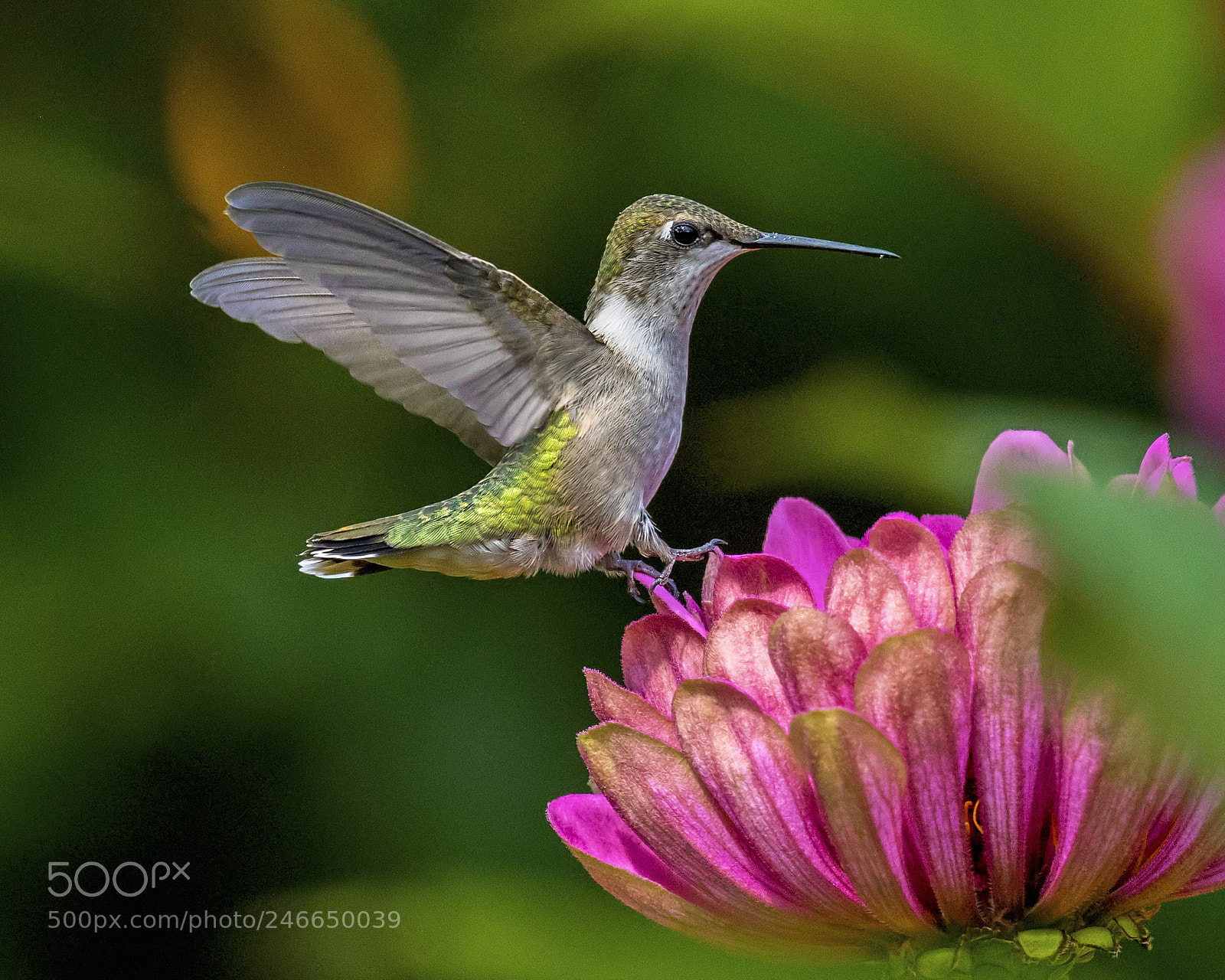 Nikon D500 sample photo. Ruby-throated hummingbird -female photography