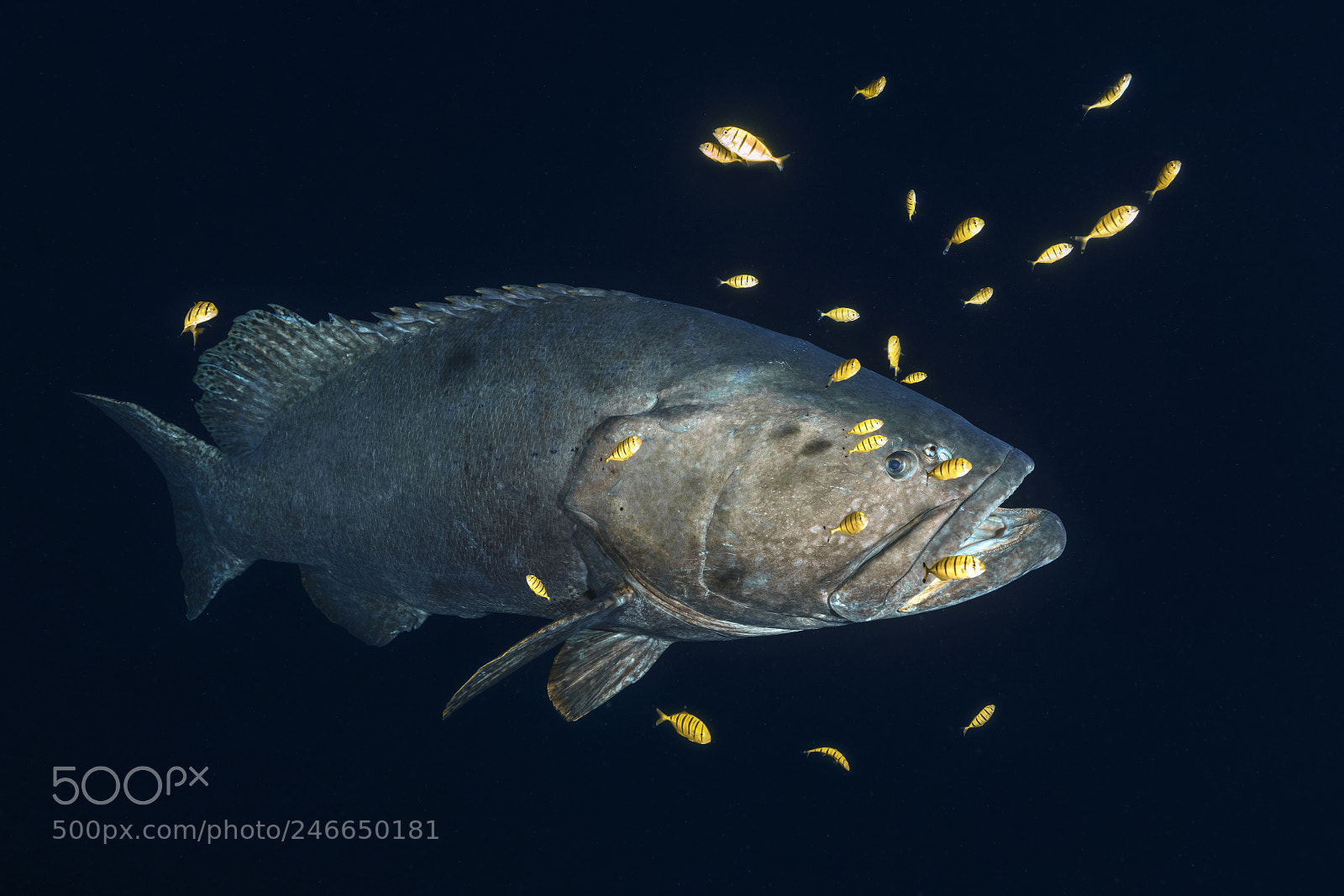 Canon EOS 5DS R sample photo. Giant grouper photography