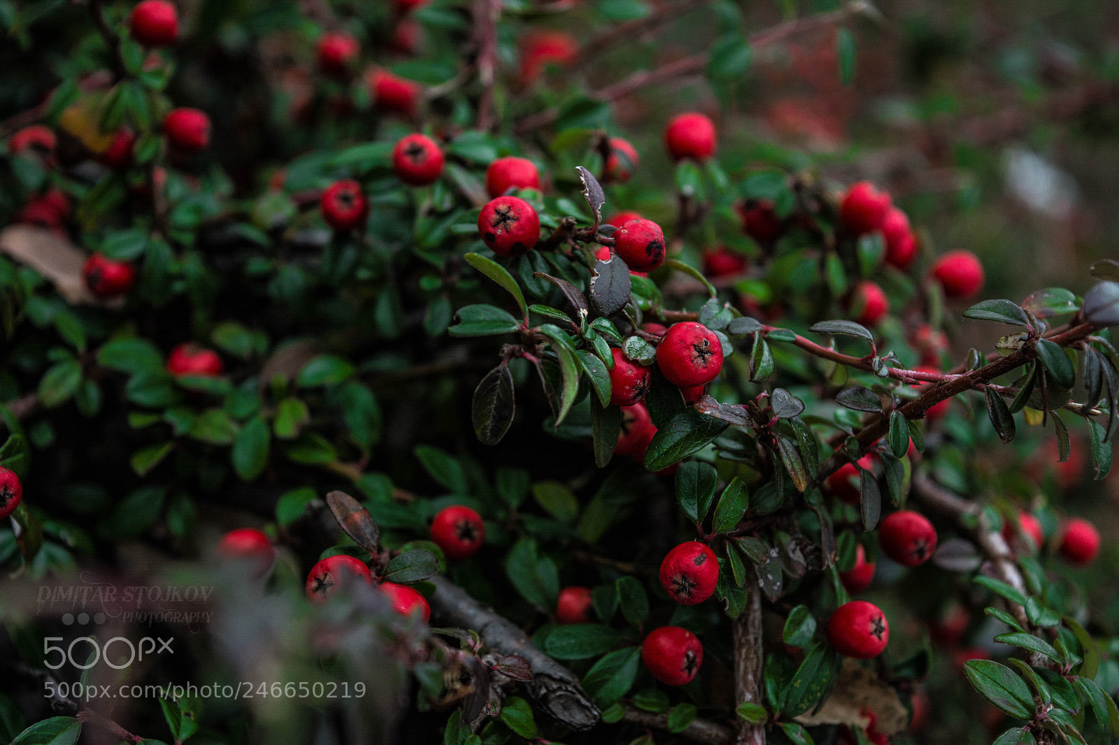 Nikon D5200 sample photo. Nature photography
