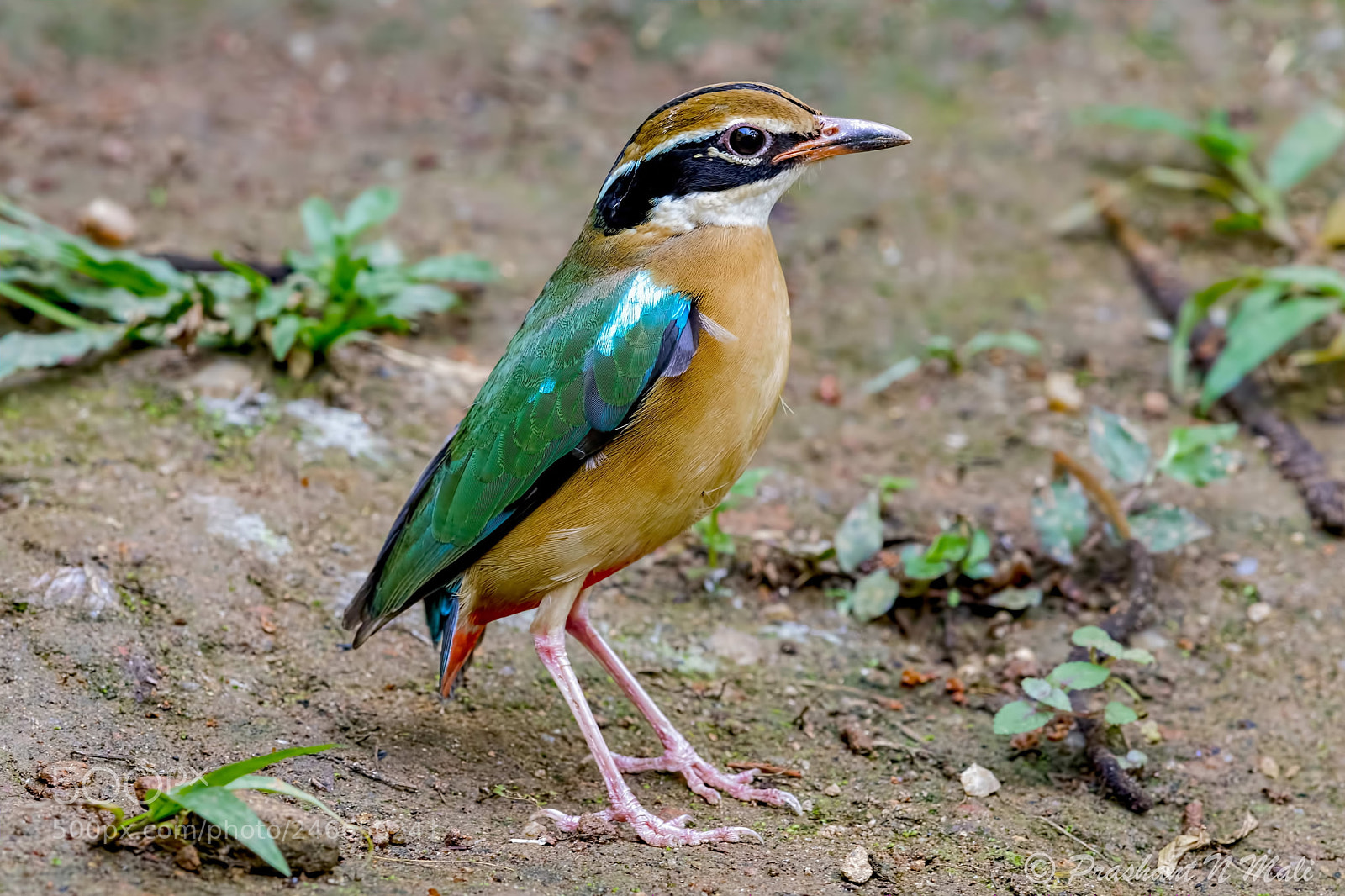 Canon EOS 7D Mark II sample photo. Indian pitta (pitta brachyura) photography