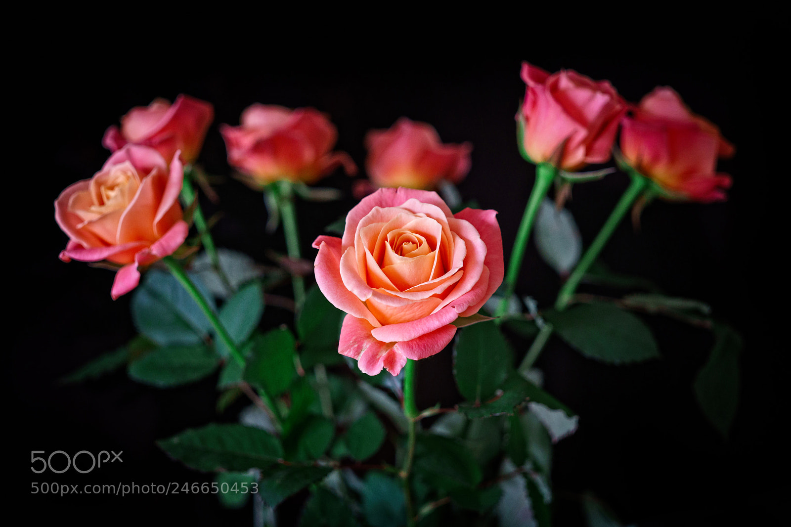 Sony a6500 sample photo. Roses on a black photography