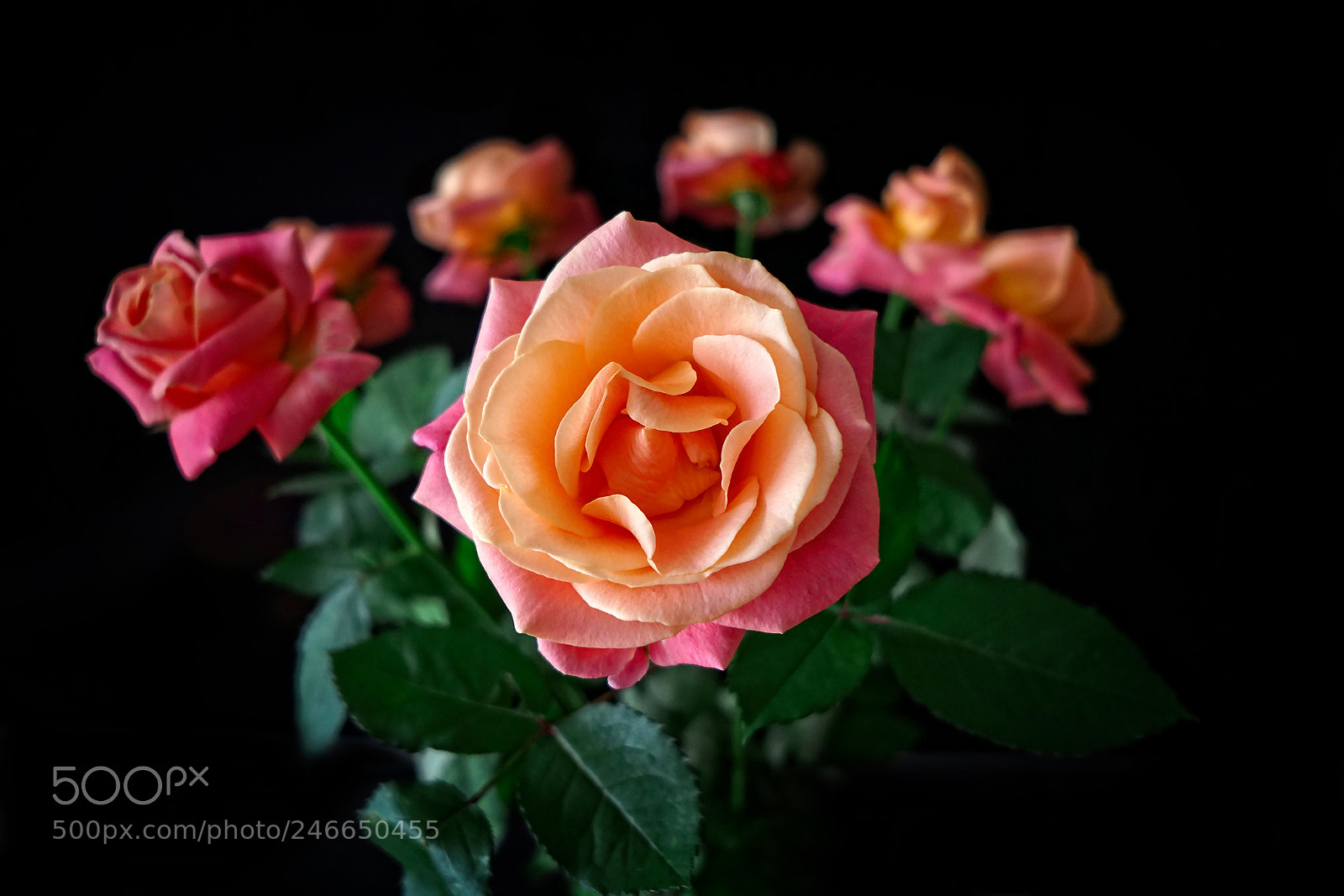 Sony a6500 sample photo. Roses on a black photography