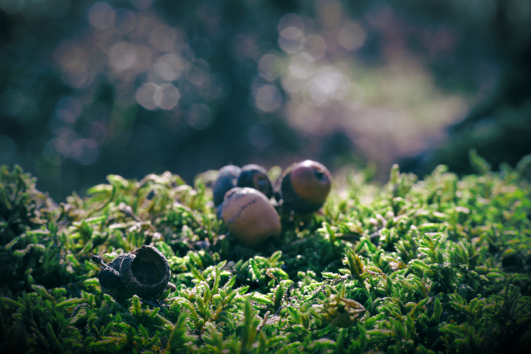 Manual Lens No CPU sample photo. Forest landscape photography