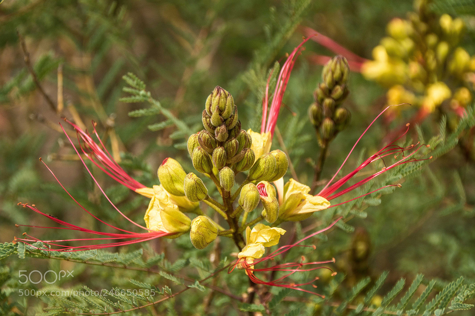 Canon EOS 7D Mark II sample photo. Outback flowers photography