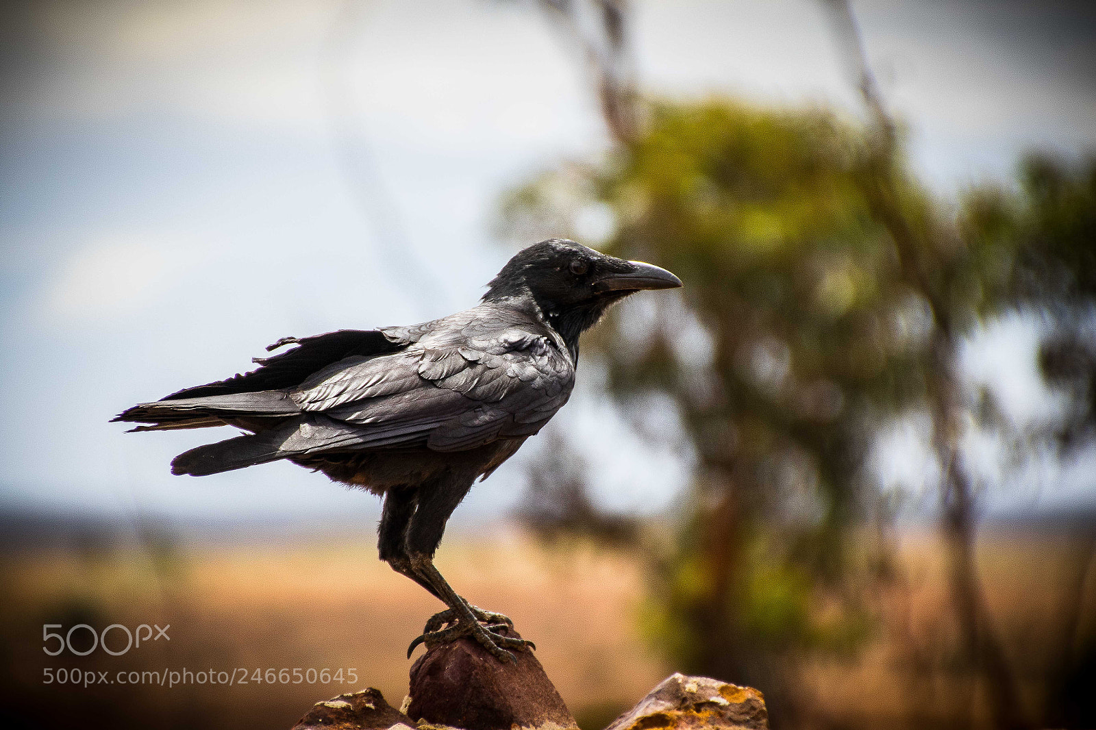 Canon EOS 7D Mark II sample photo. Crow on a perch photography