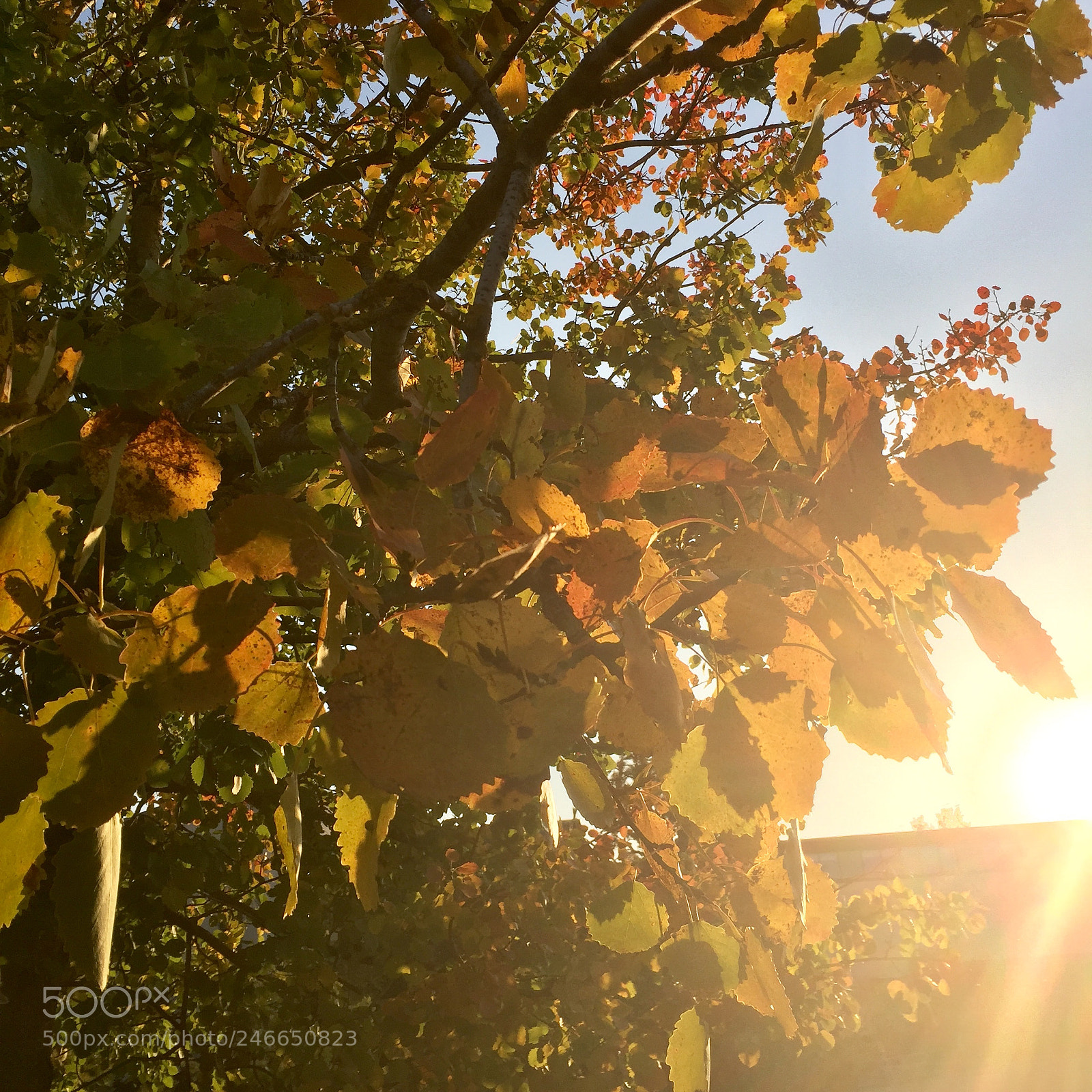 Apple iPhone 6 Plus sample photo. Leaves turning photography
