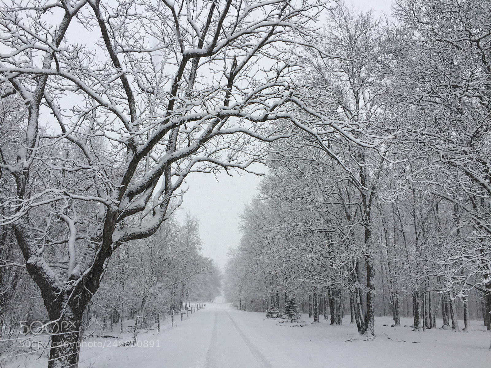 Apple iPhone 6 sample photo. February snowstorm tracy tredway photography