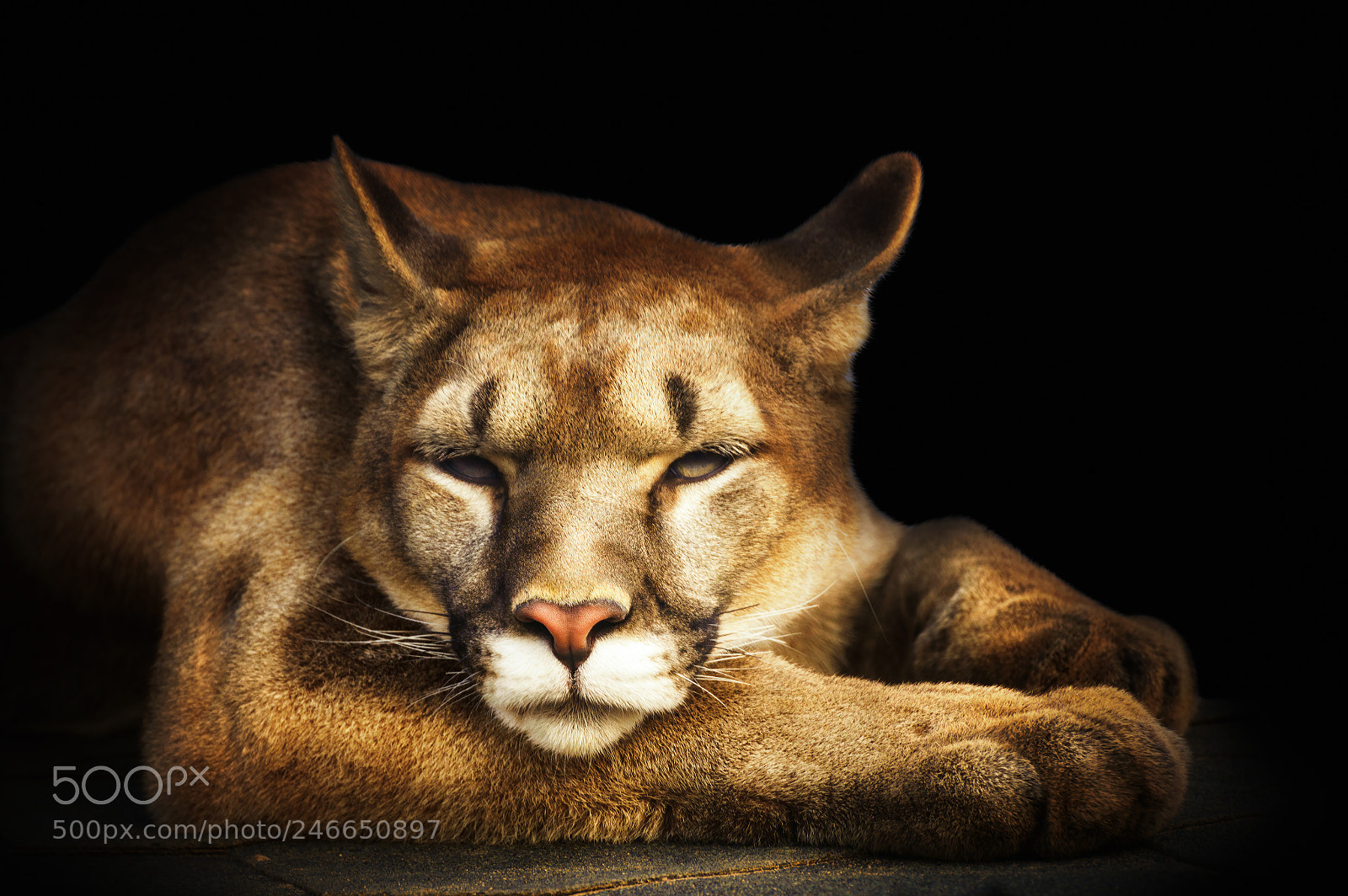 Nikon D3200 sample photo. Cougar portrait on black photography