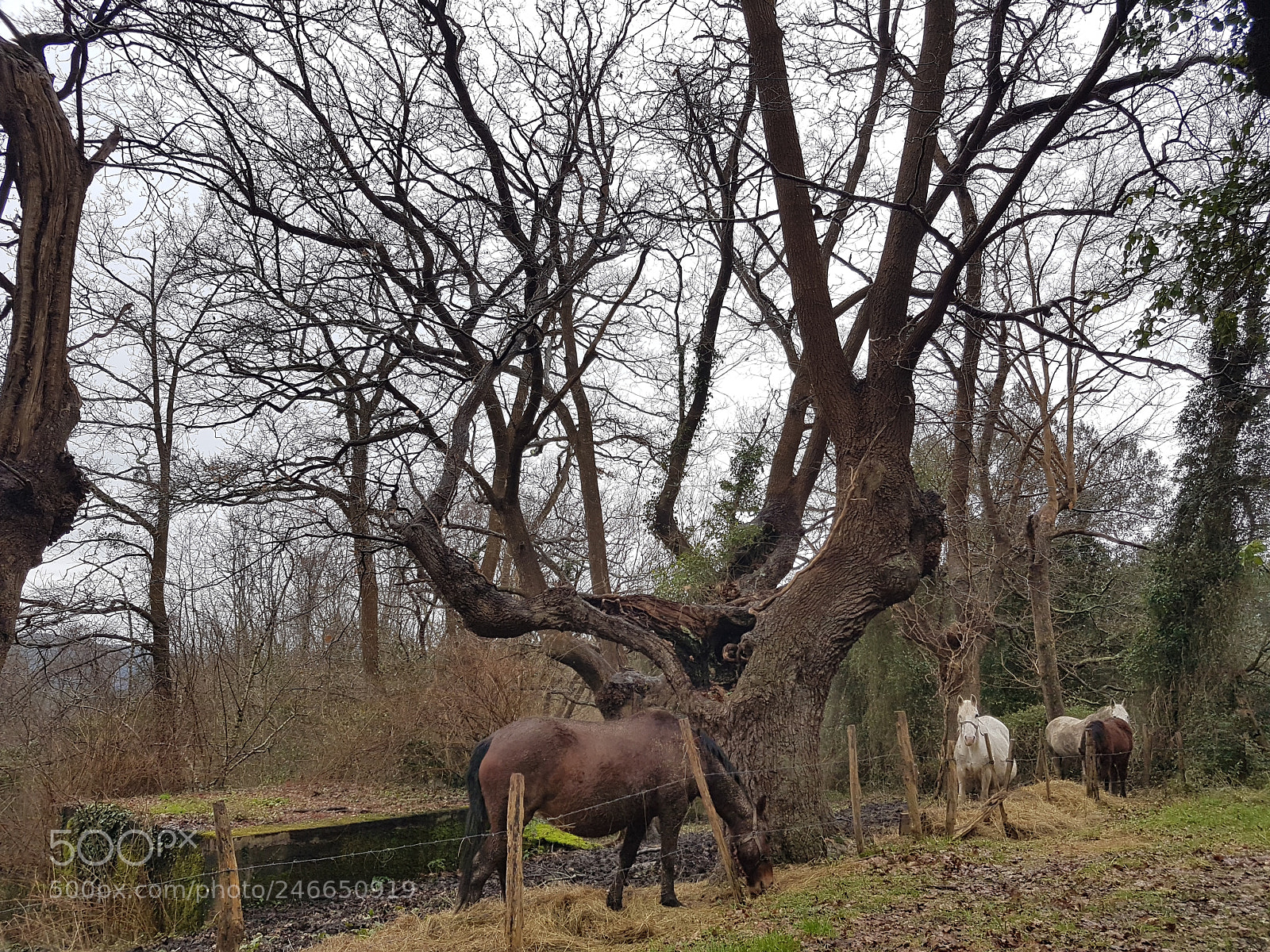 Samsung Galaxy S7 sample photo. Untitled photography