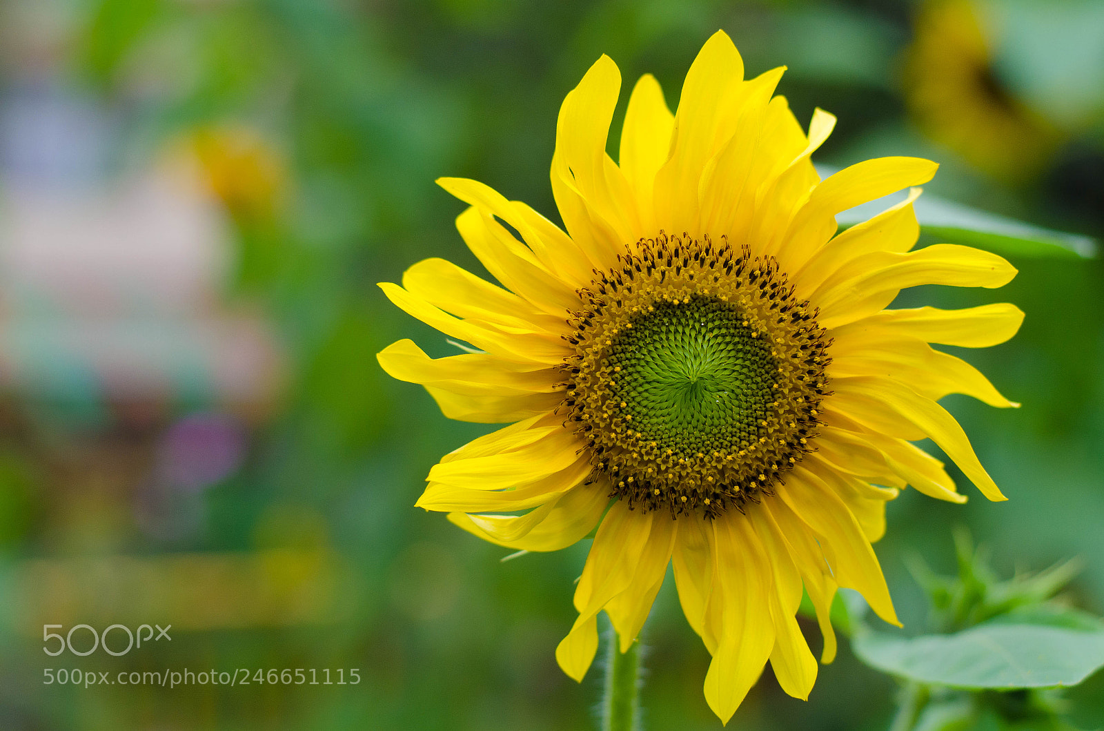 Nikon D5100 sample photo. Sunflower photography