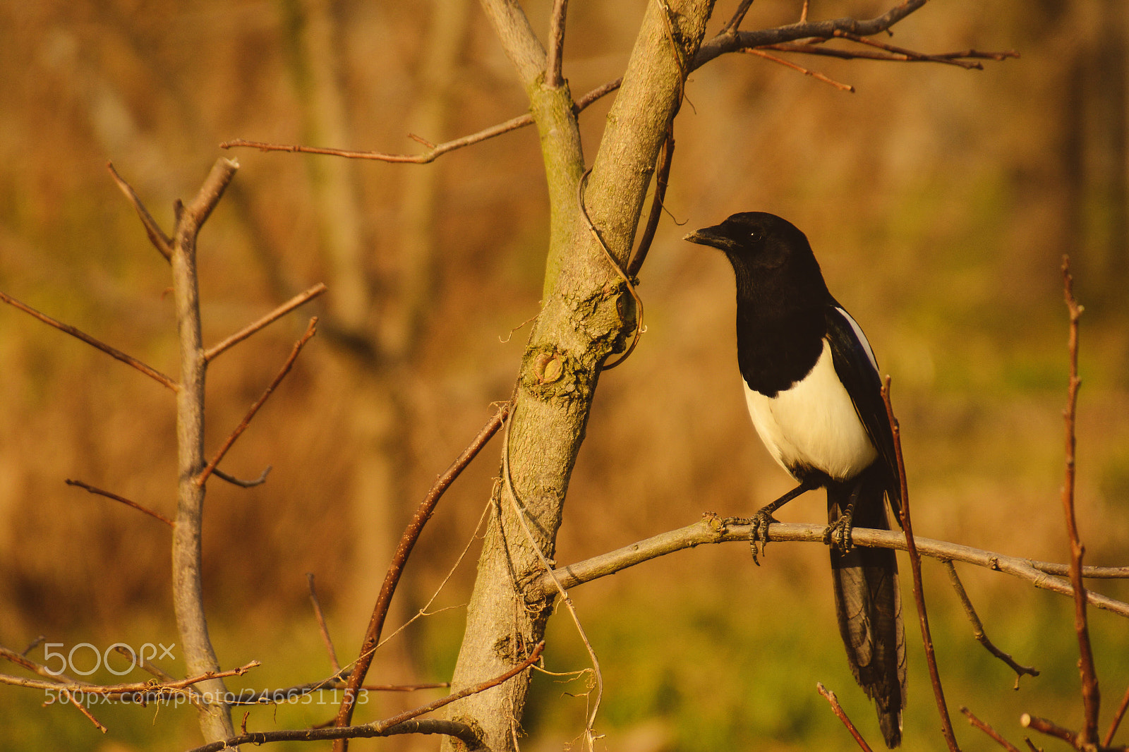 Nikon D7100 sample photo. A magpie on the photography
