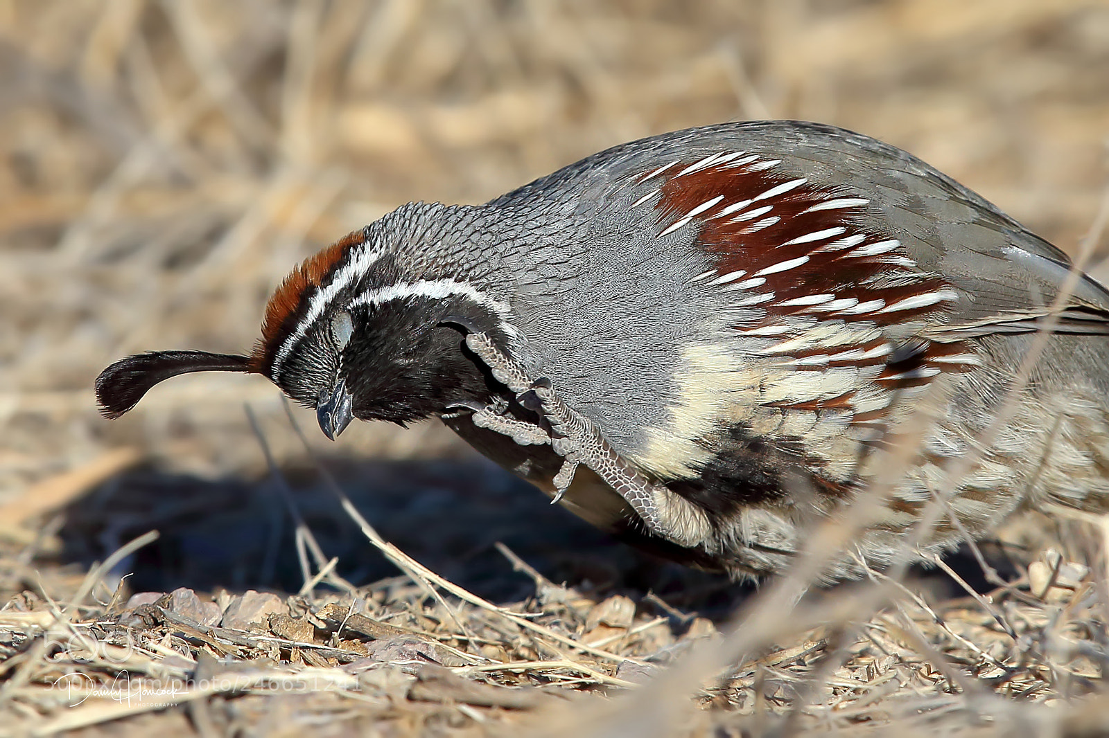Canon EOS-1D X sample photo. Gambel's quail with an photography