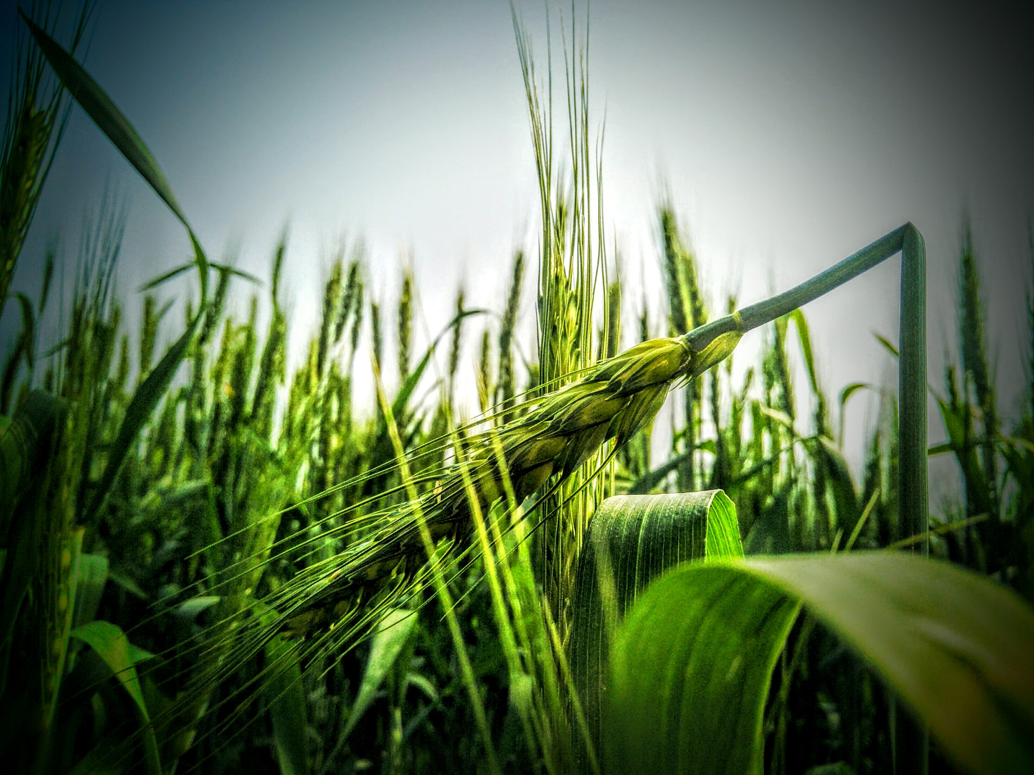 OPPO CPH1701 sample photo