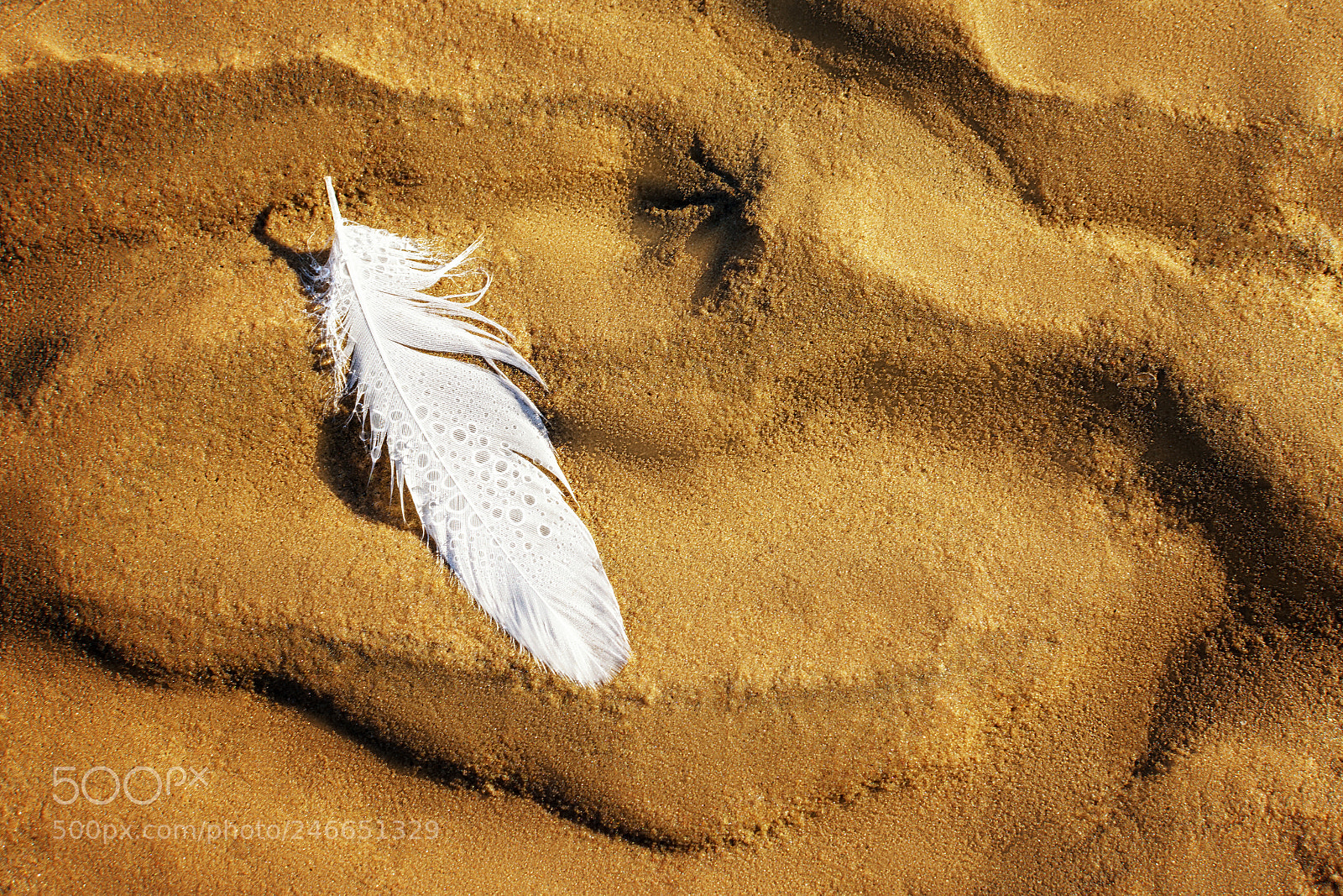 Nikon D7200 sample photo. The white feather of photography