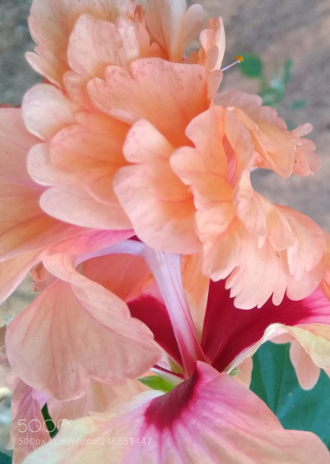 Xiaomi MI MAX sample photo. Untitled photography