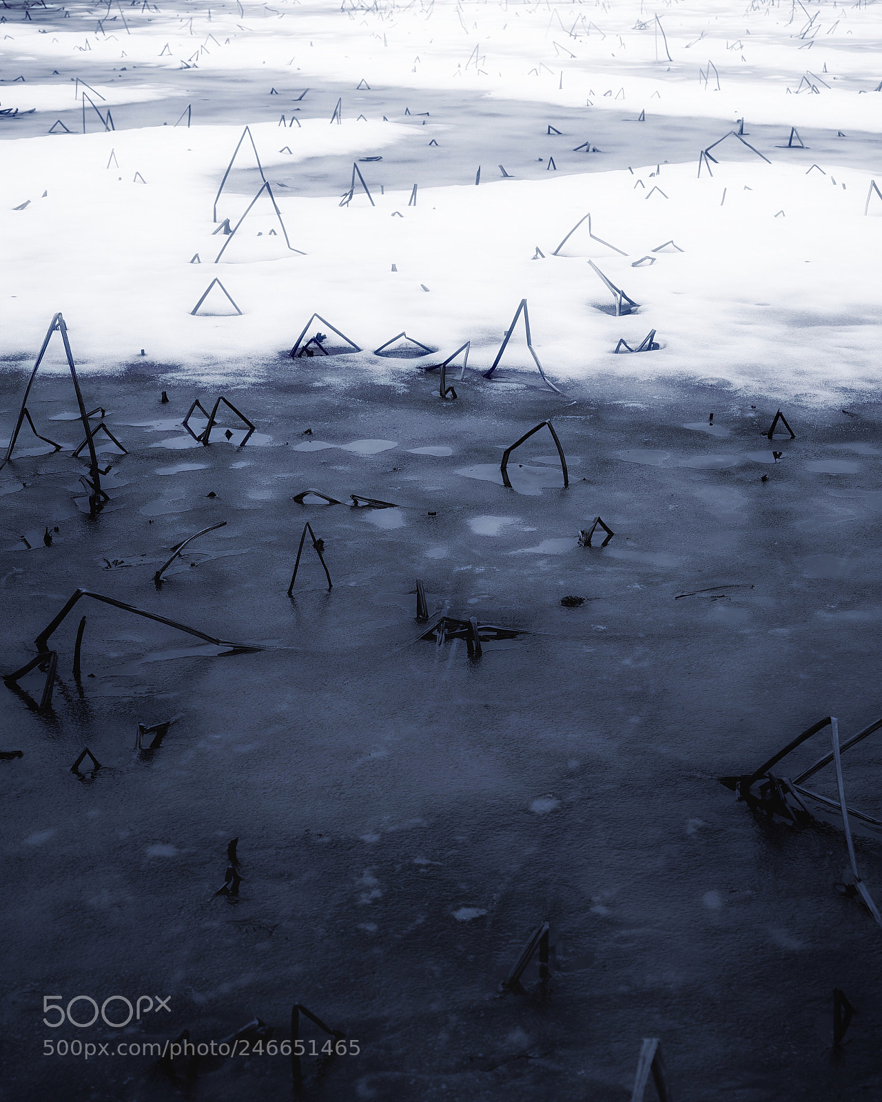 Sony a7S II sample photo. Winter lotus root field photography