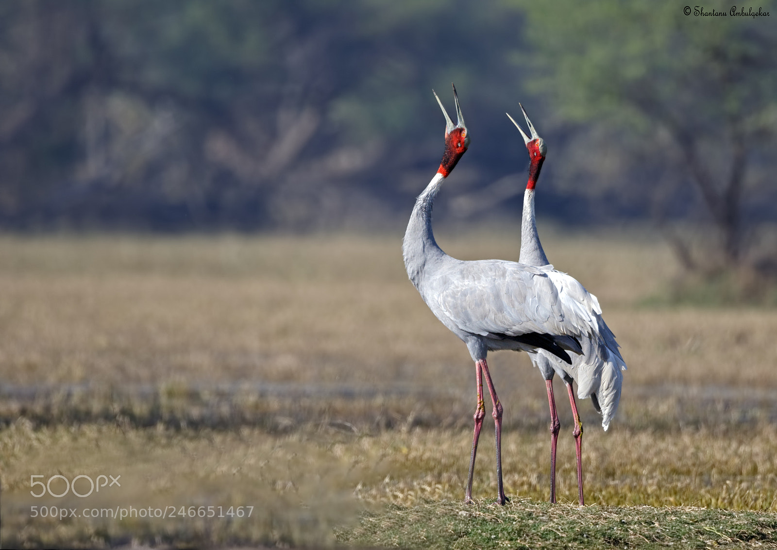 Canon EOS 7D Mark II sample photo. Sarus crane couple photography