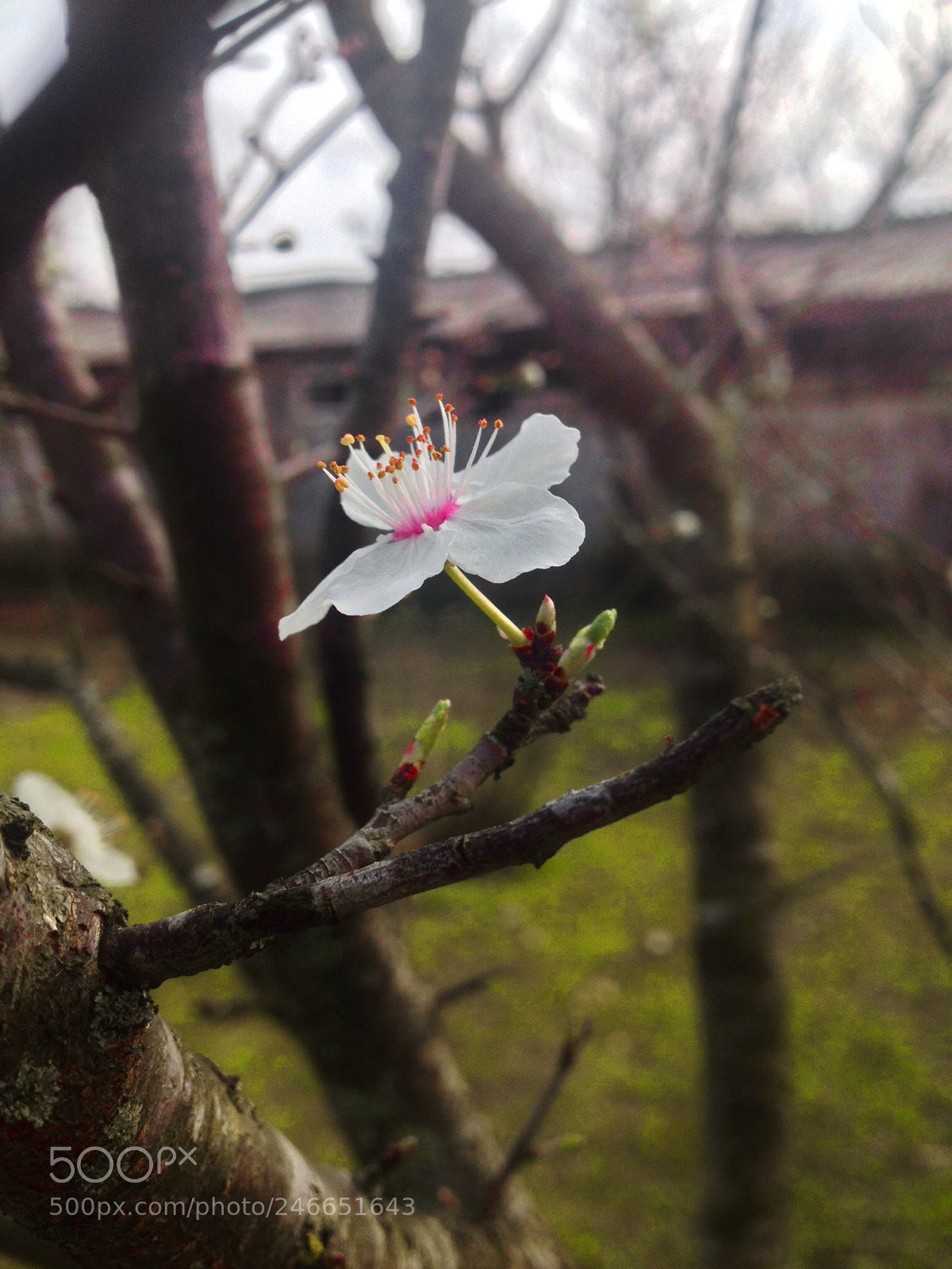 Apple iPhone 4S sample photo. Spring photography