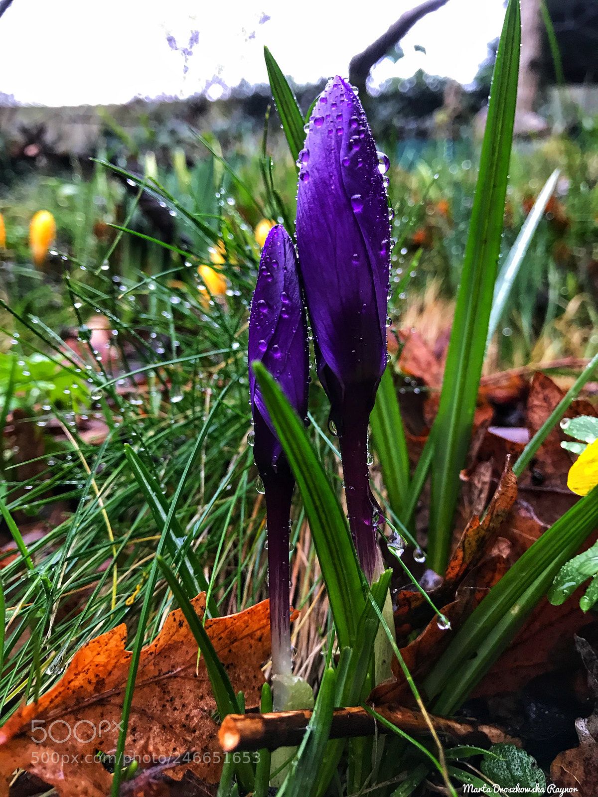 Apple iPhone 7 sample photo. Untitled photography