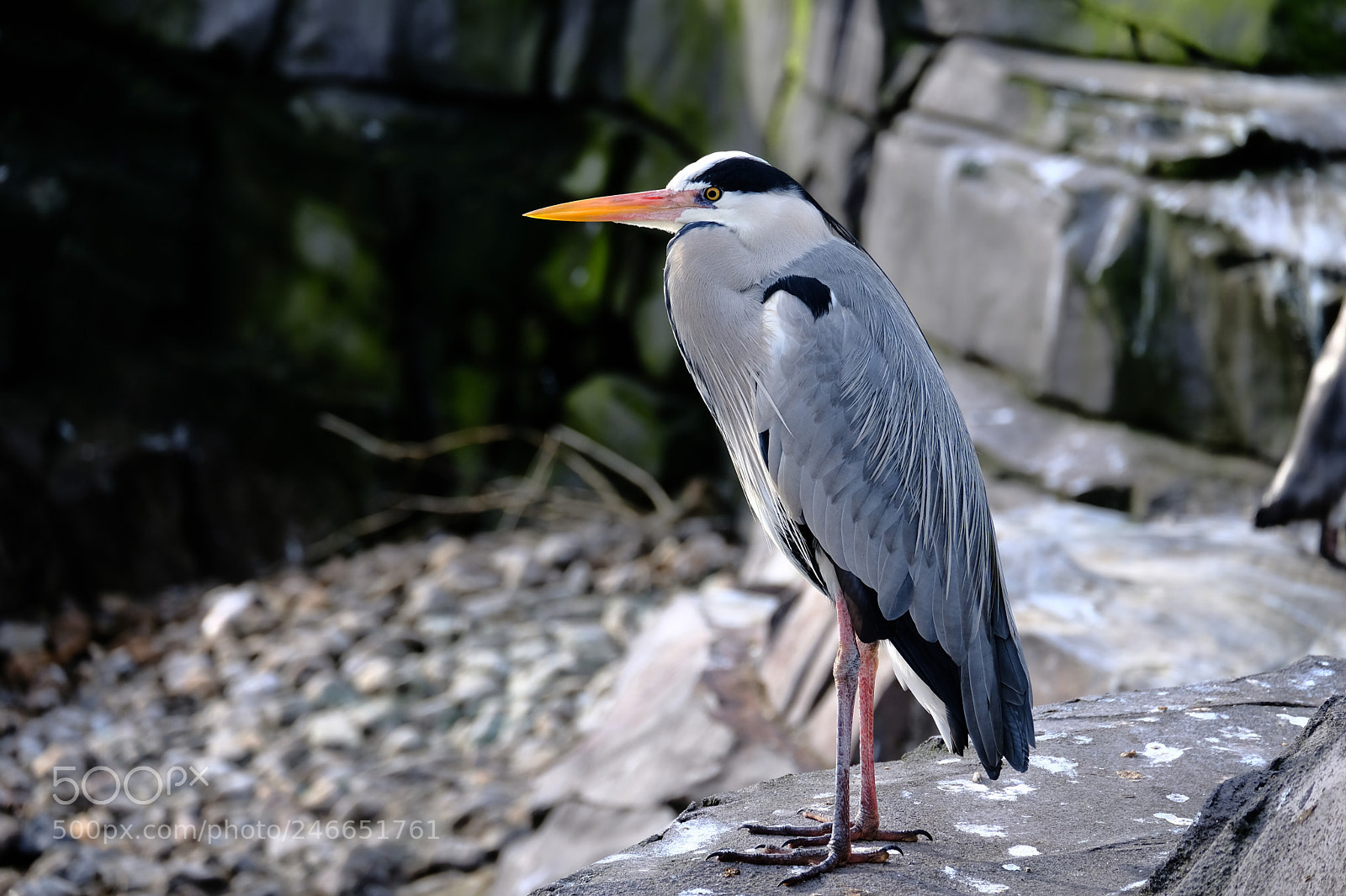 Fujifilm X-T20 sample photo. Heron on rock photography