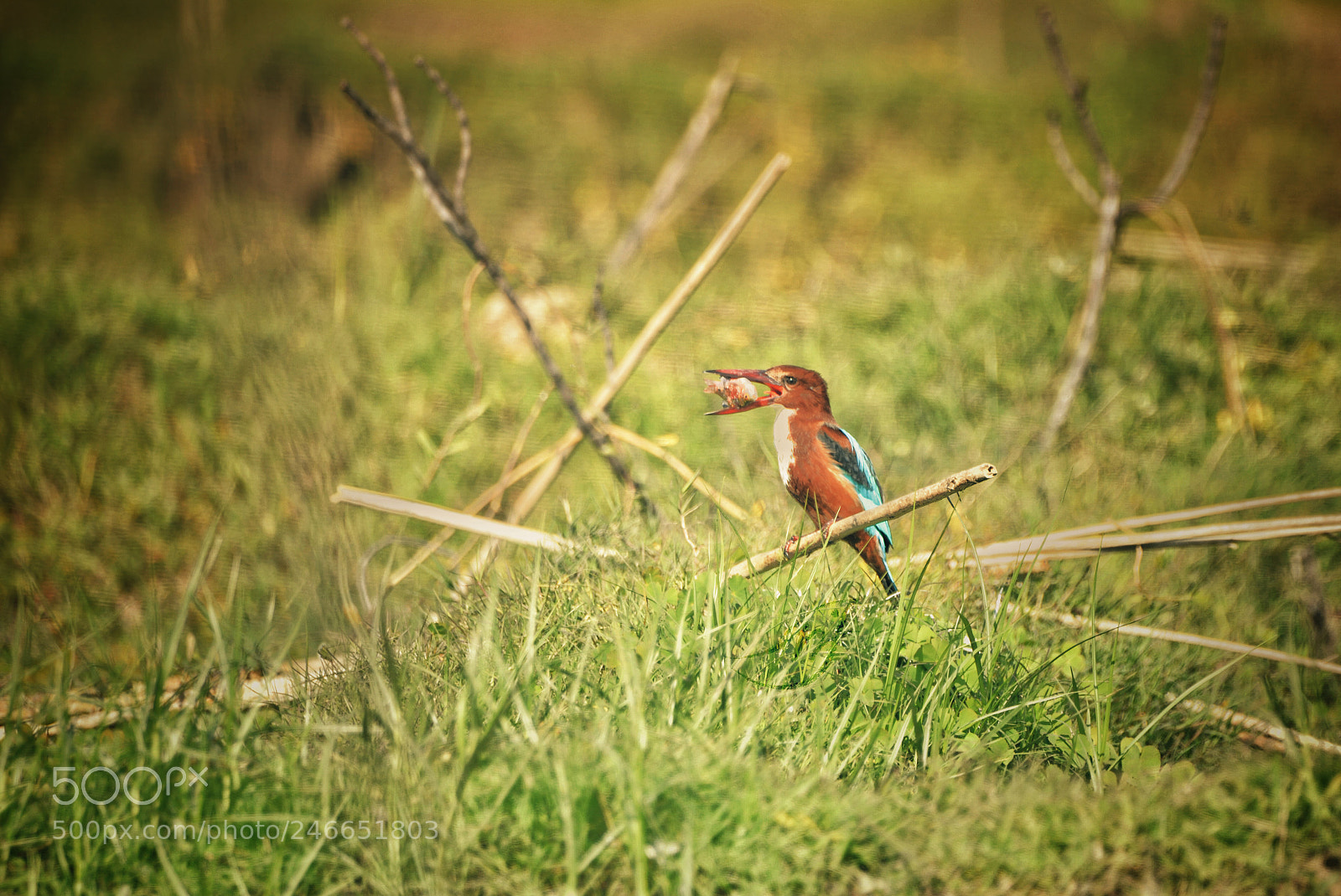 Nikon D610 sample photo. A kingfisher enjoying its photography
